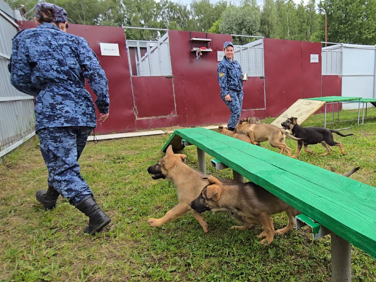 Коломна, питомник служебного собаководства , служебная собака, овчарка,