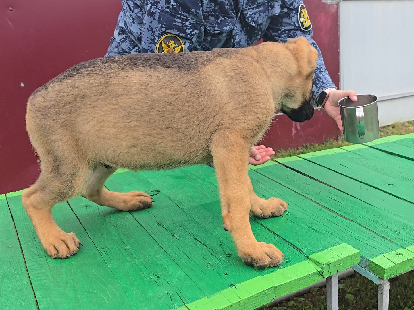 Коломна, питомник служебного собаководства , служебная собака, овчарка,