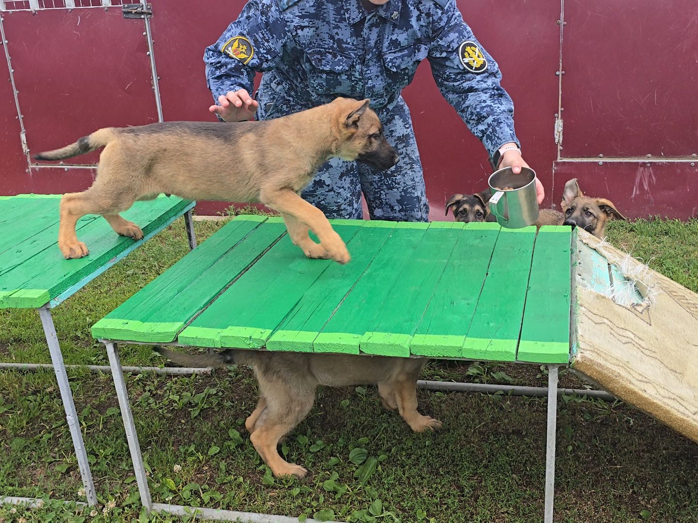 Коломна, питомник служебного собаководства , служебная собака, овчарка,