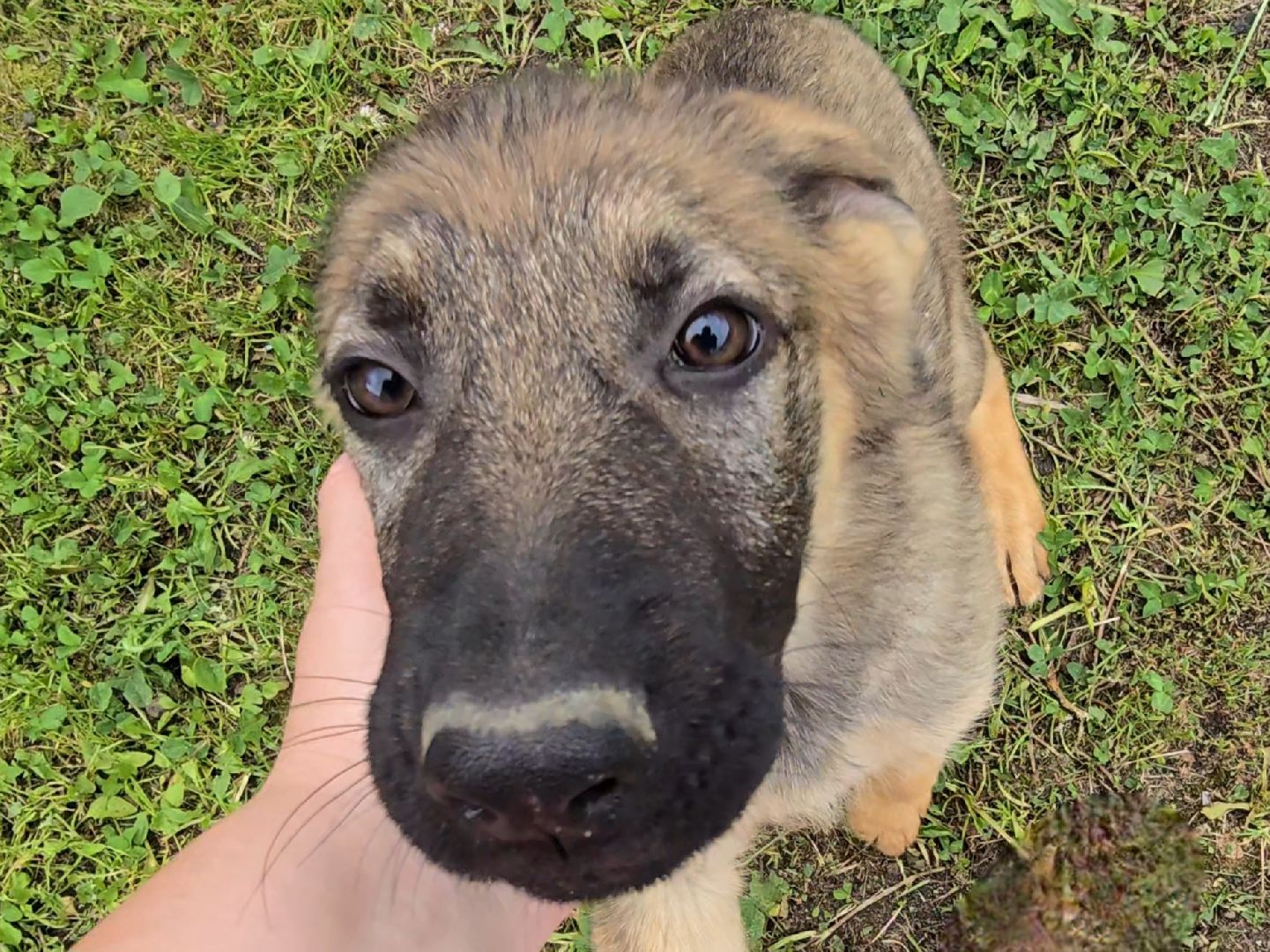 Коломна, питомник служебного собаководства , служебная собака, овчарка,