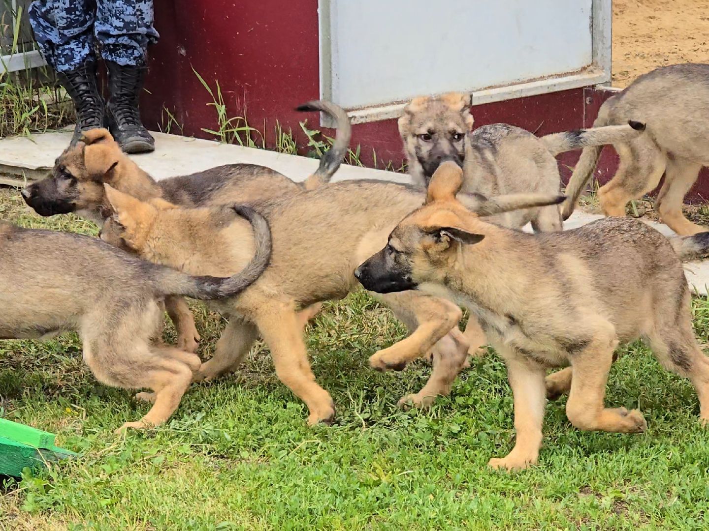 Коломна, питомник служебного собаководства , служебная собака, овчарка,