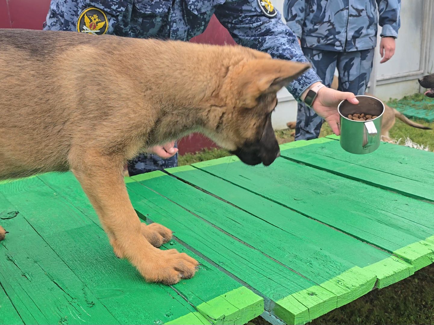 Коломна, питомник служебного собаководства , служебная собака, овчарка,