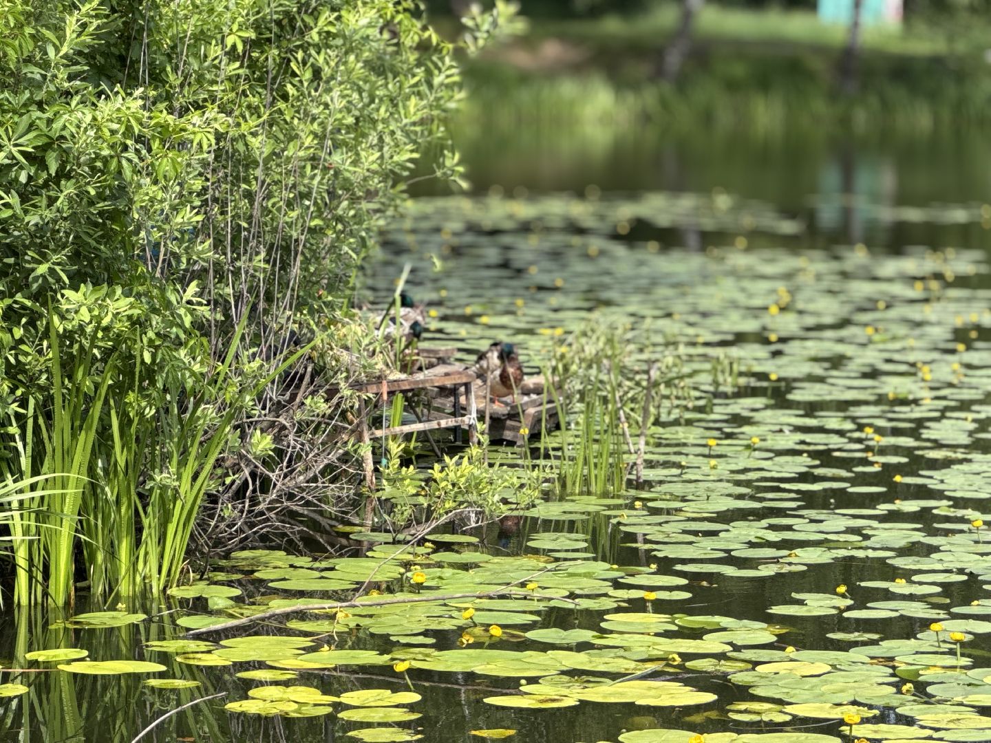 спасательный пост, балашиха, спасатели, безопасность на воде, места отдыха у воды,