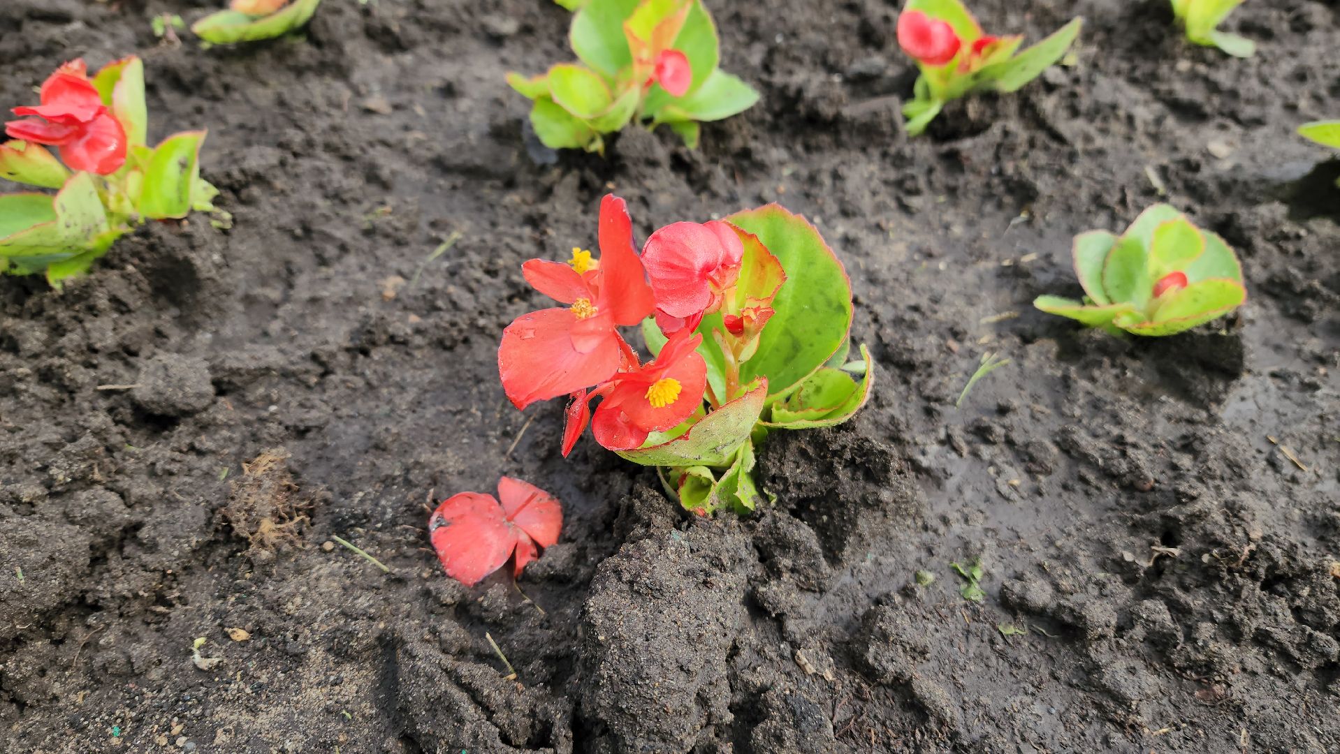 цветы,  благоуствойство,