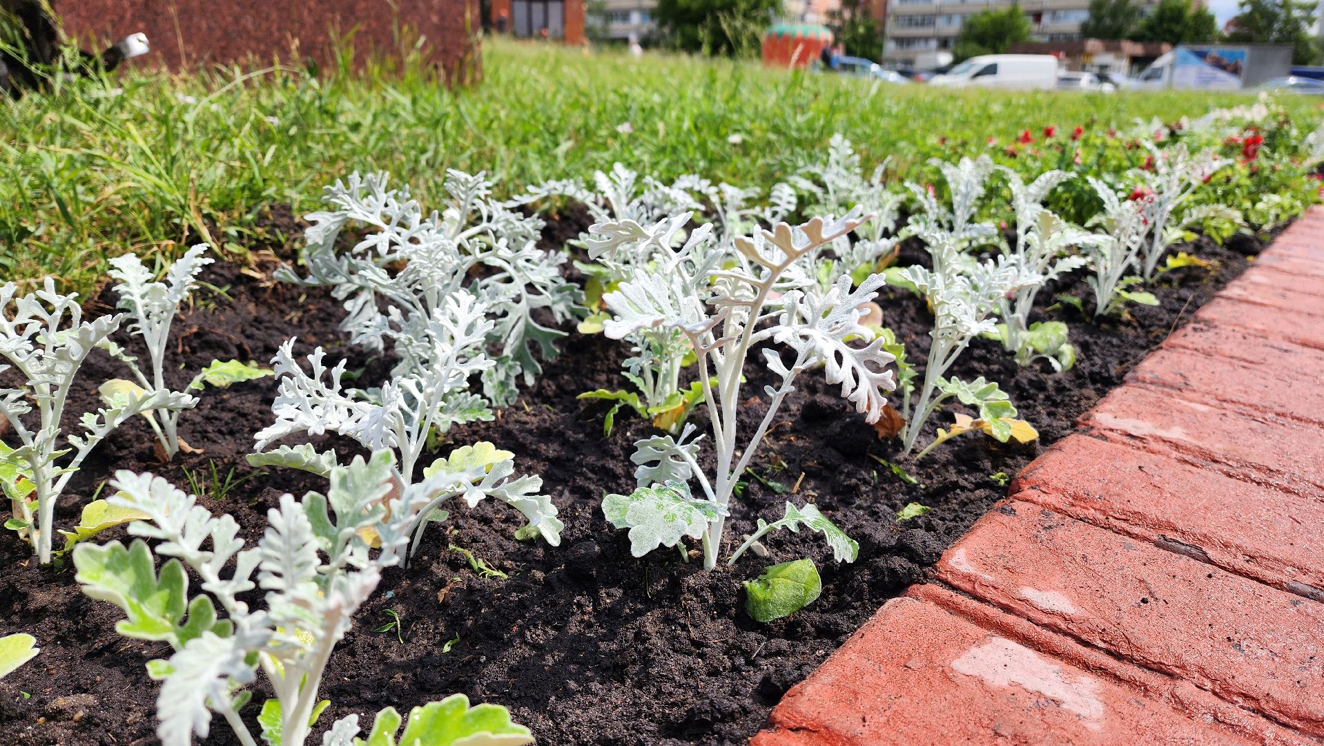 цветы,  благоуствойство,