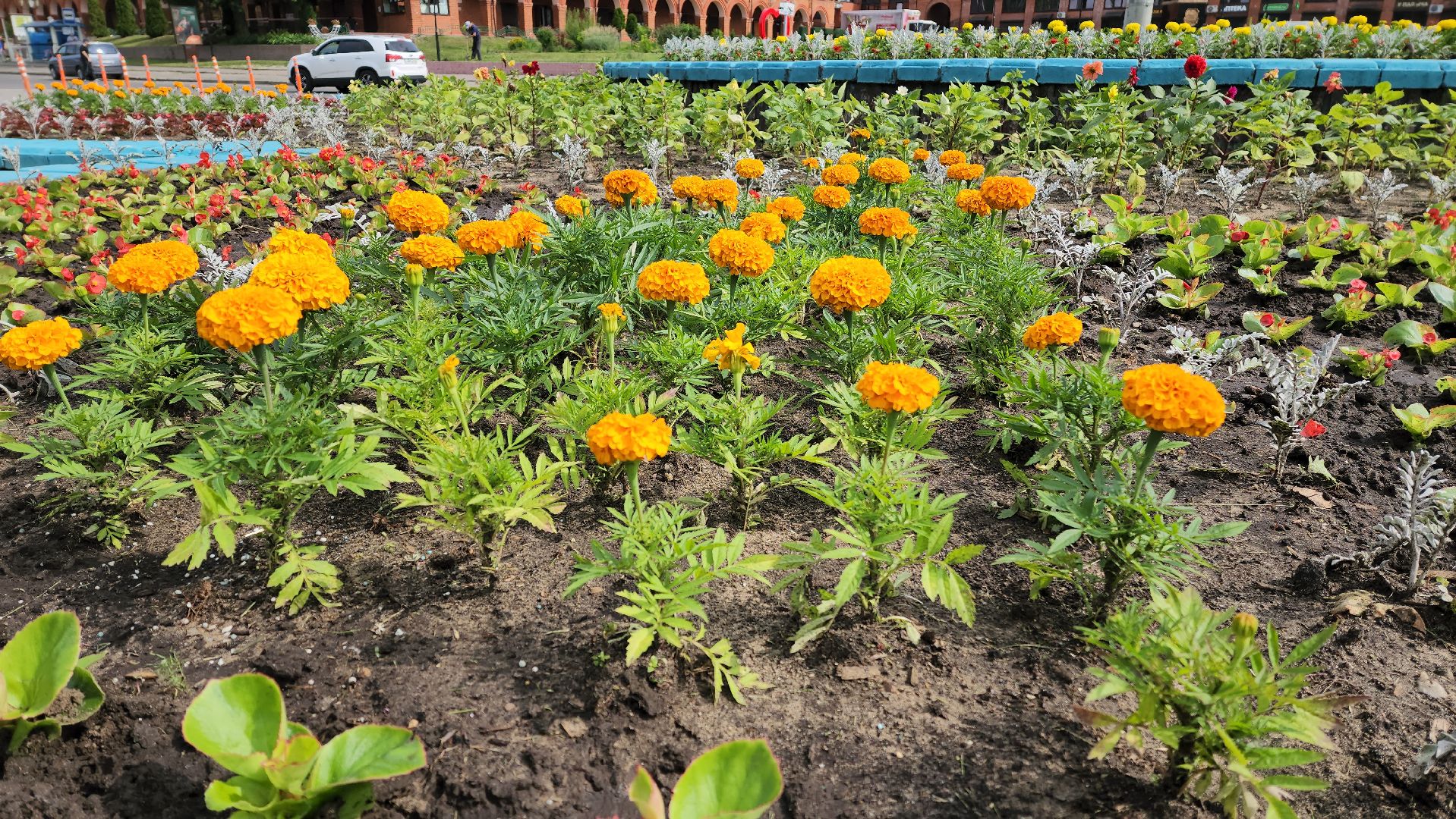 цветы,  благоуствойство,