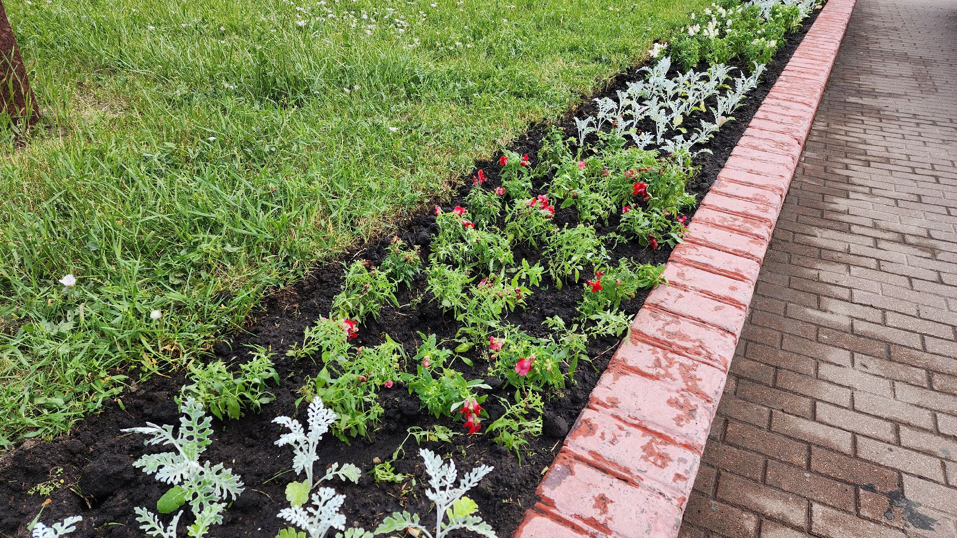 цветы,  благоуствойство,