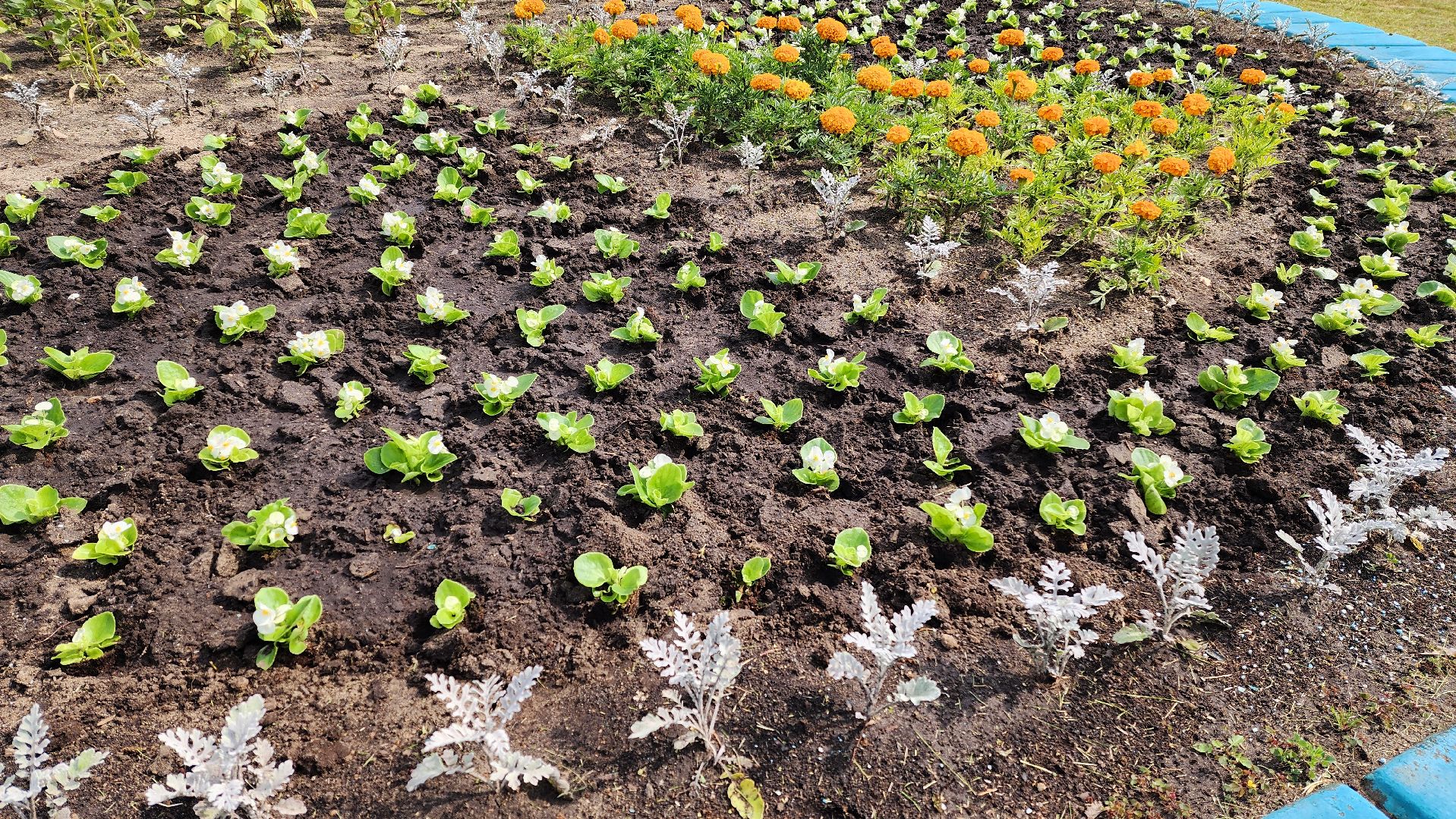 цветы,  благоуствойство,