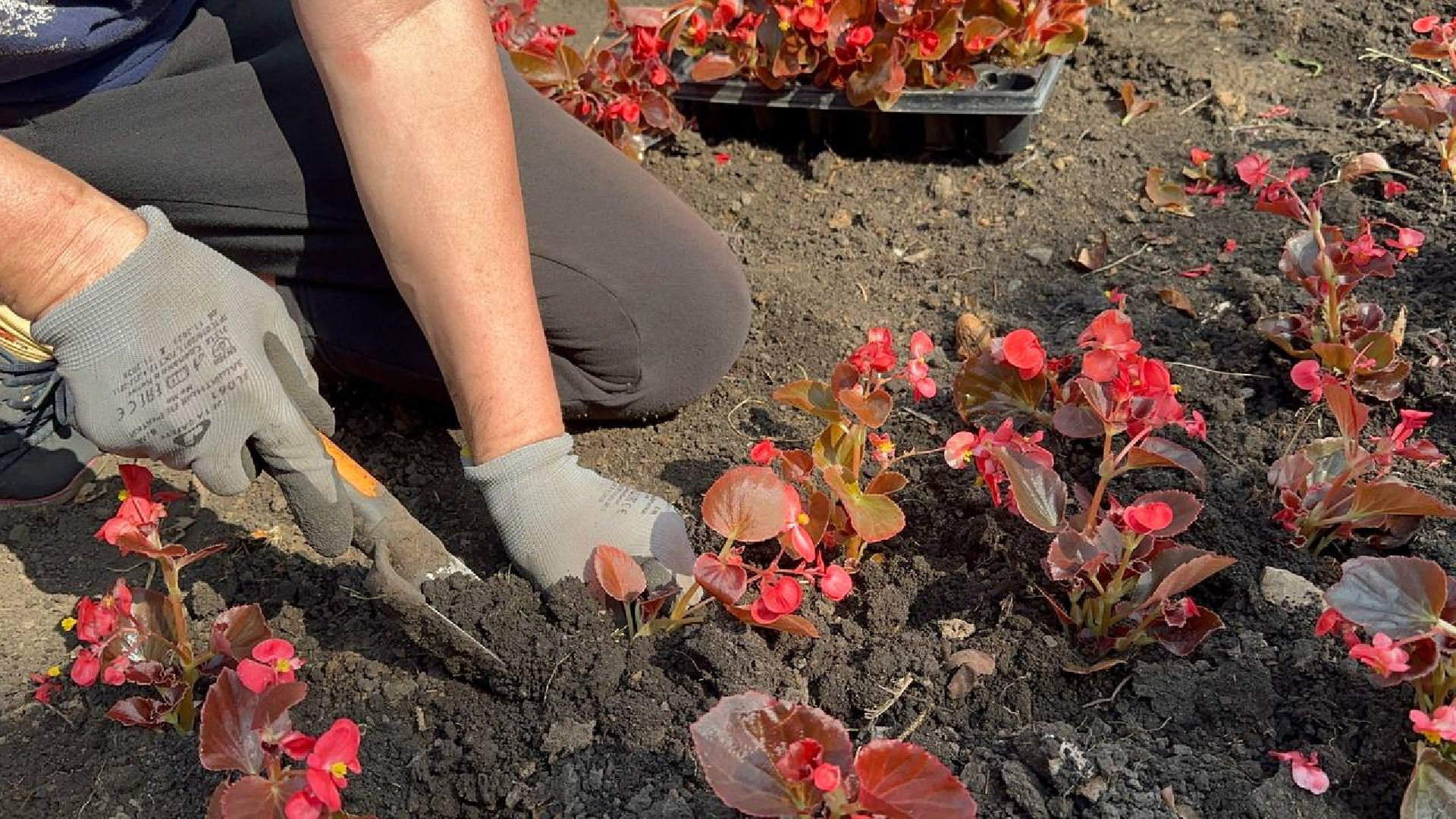 день россии, домодедово, цветы,