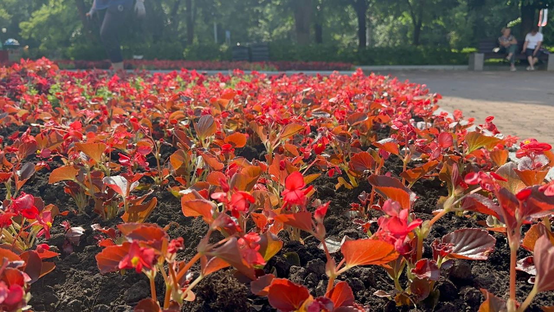 день россии, домодедово, цветы,