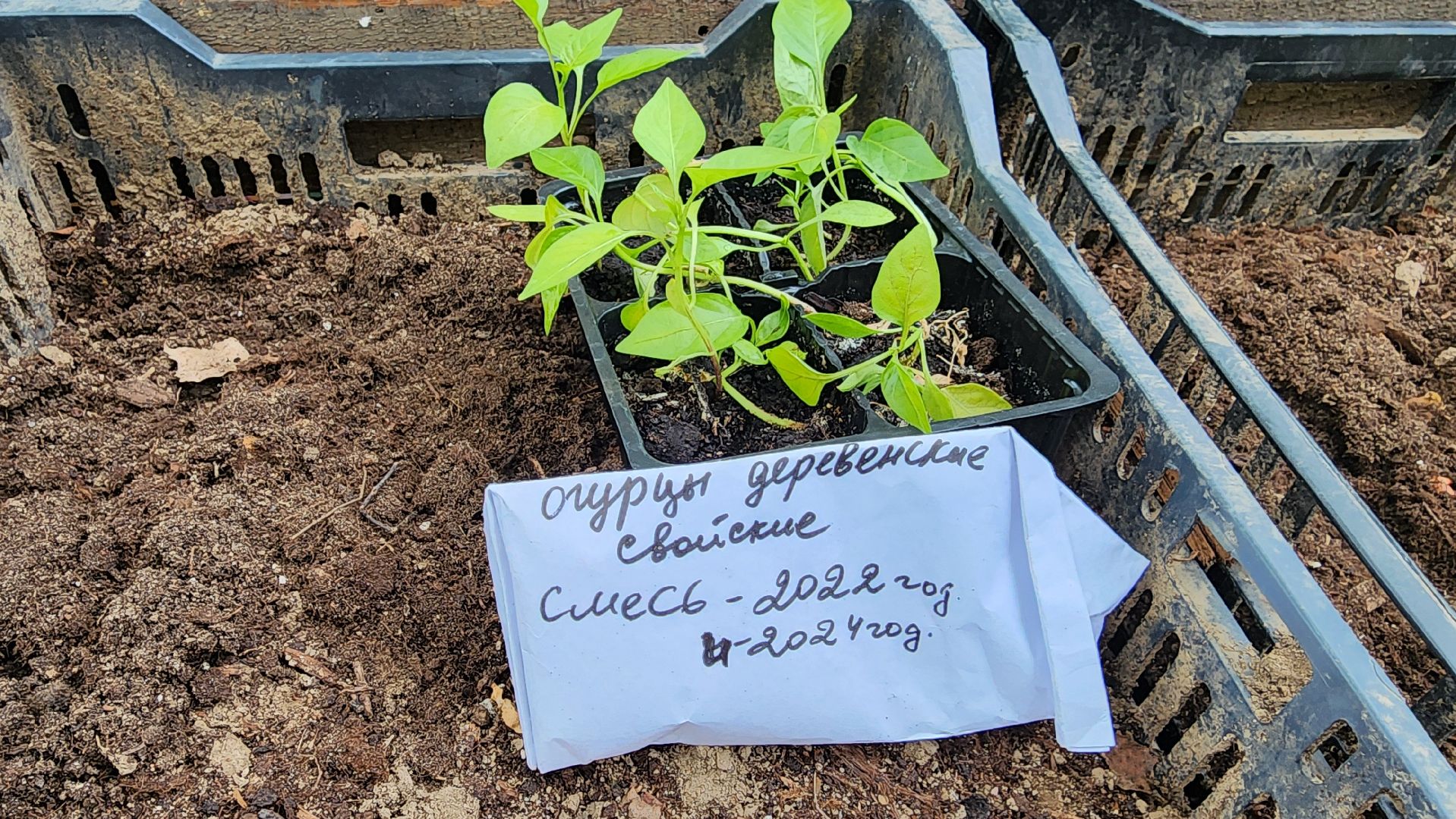 кашира, активное долголетие, общественный огород, парк, досуг, овощи, цветы,