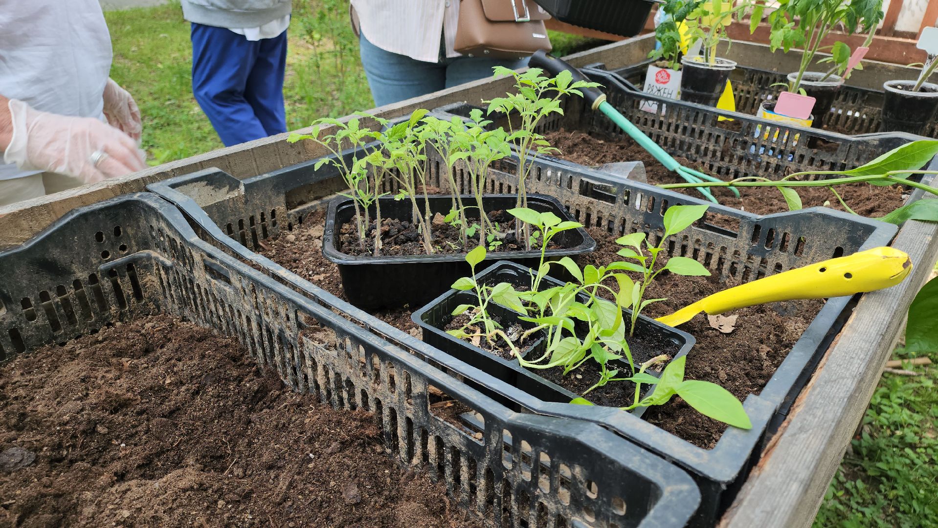 кашира, активное долголетие, общественный огород, парк, досуг, овощи, цветы,