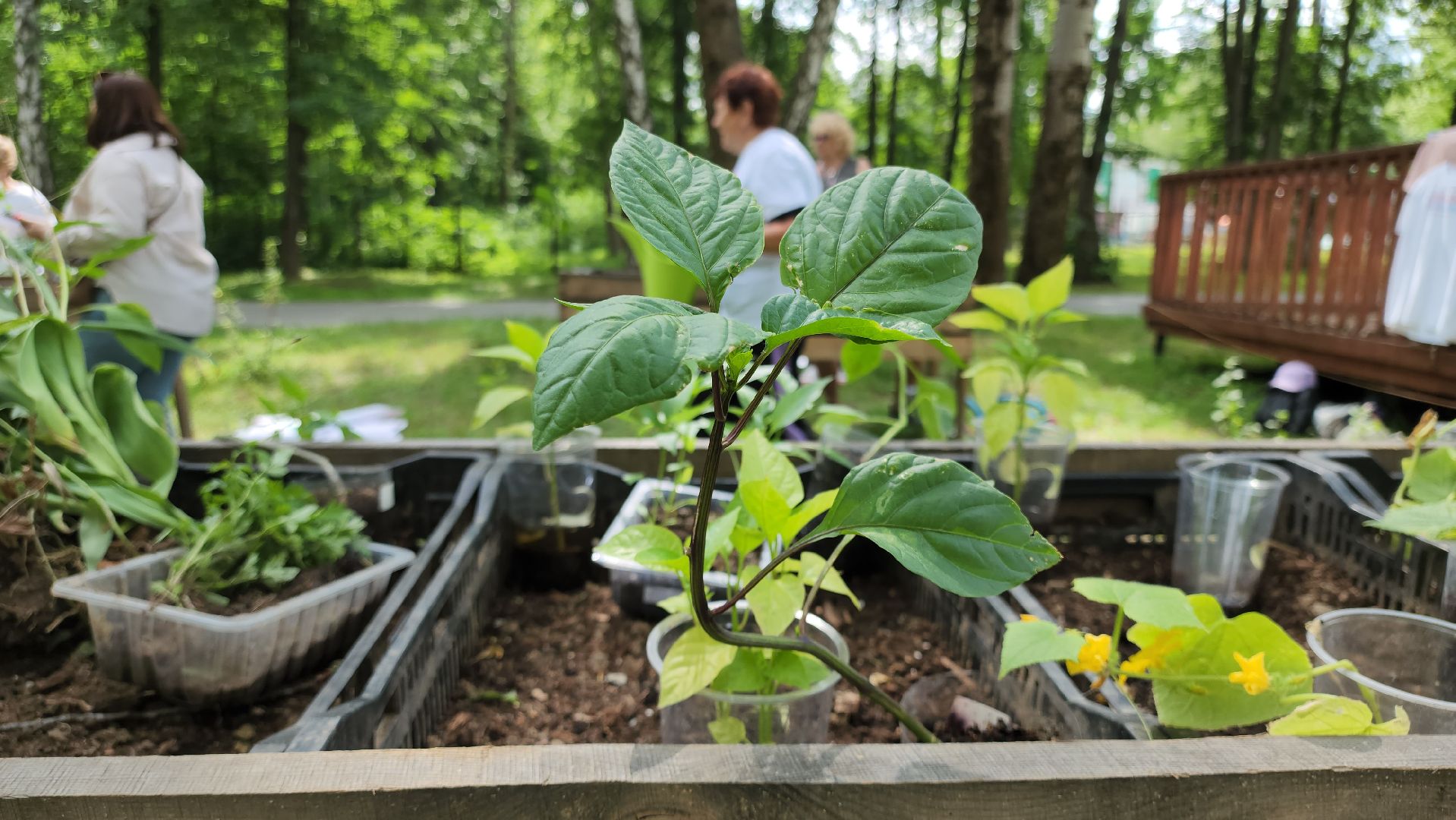 кашира, активное долголетие, общественный огород, парк, досуг, овощи, цветы,
