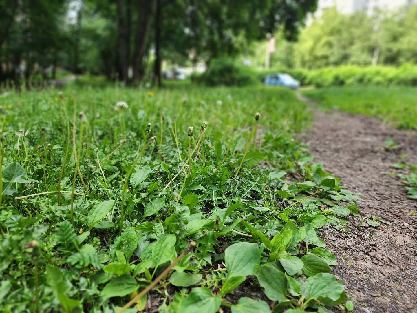фрязино, покос травы, новая техника, мбу городское хозяйство, газонокосилка,