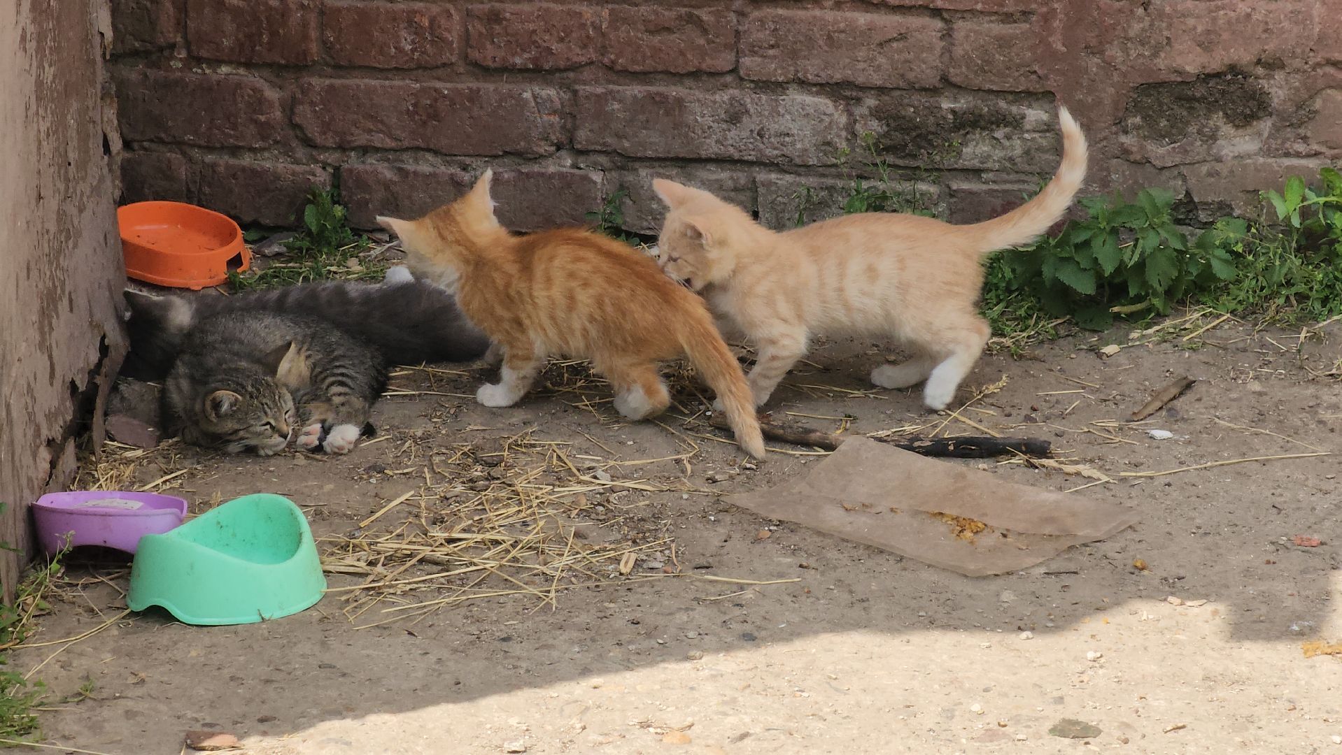 кашира, аварийное жилье, переселенец из аварийного жилья, жилищный сертификат, администрация, региональная программа,