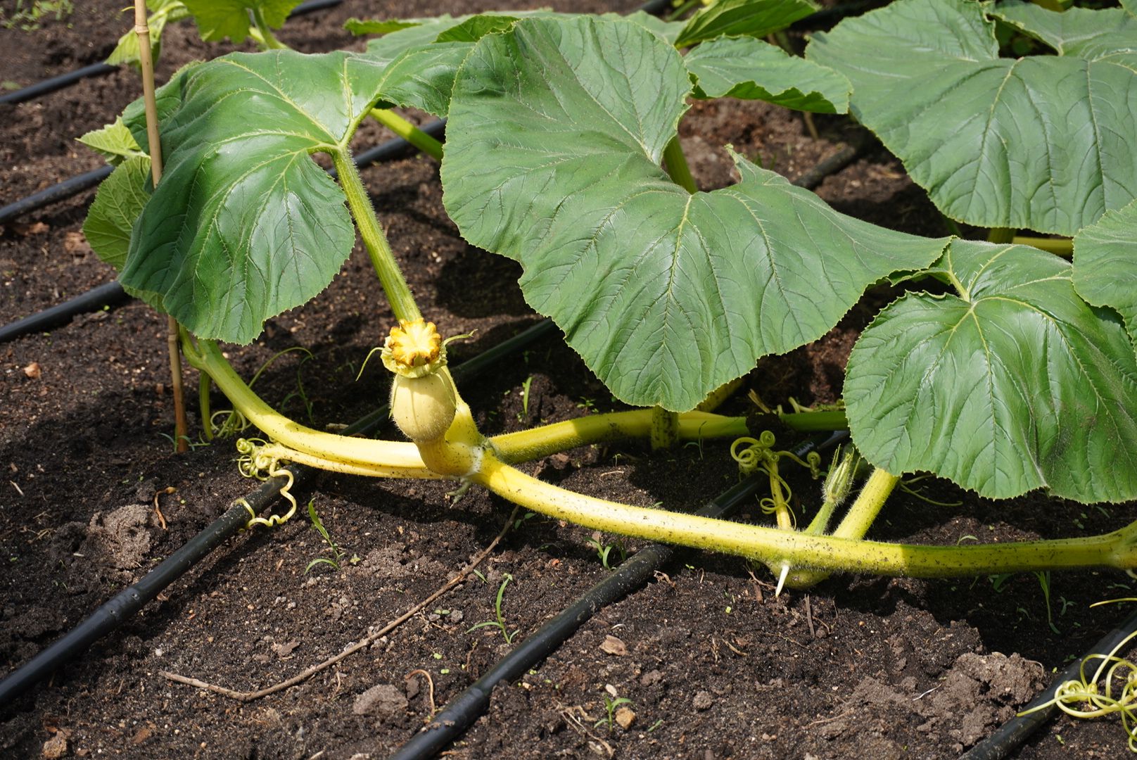 Павловский Посад , Тыква, Рекорд,