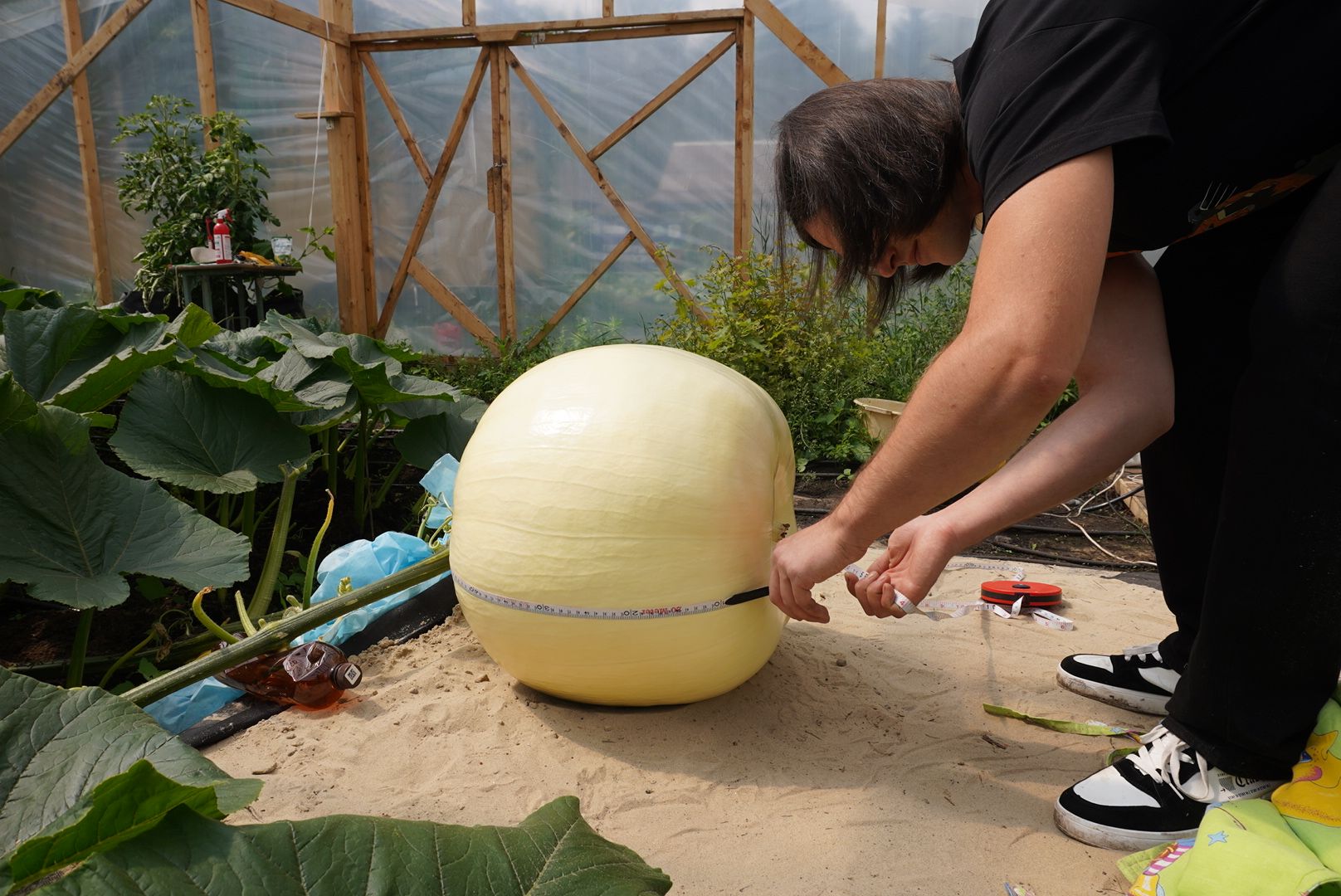 Павловский Посад , Тыква, Рекорд,