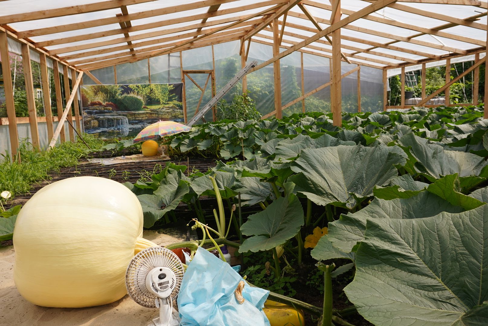 Павловский Посад , Тыква, Рекорд,