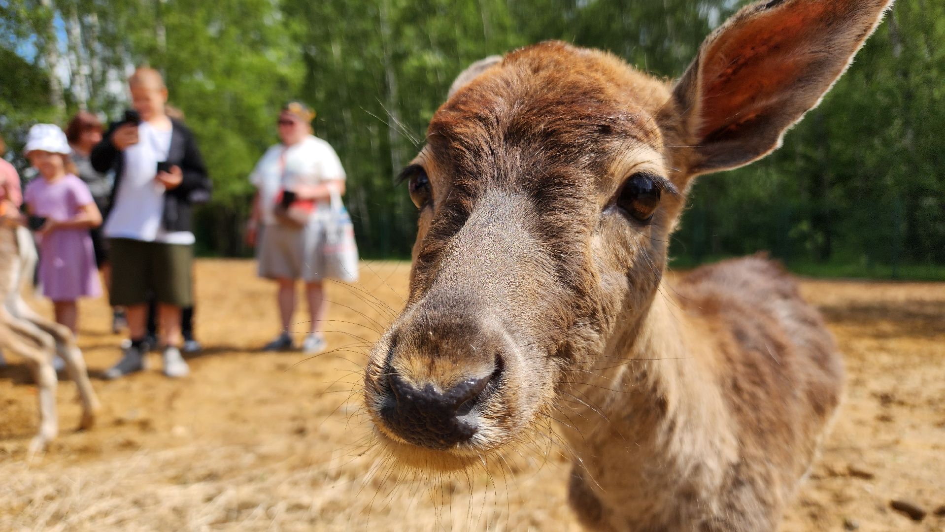 ступино, лето в подмосковье, туризм, экотуризм,