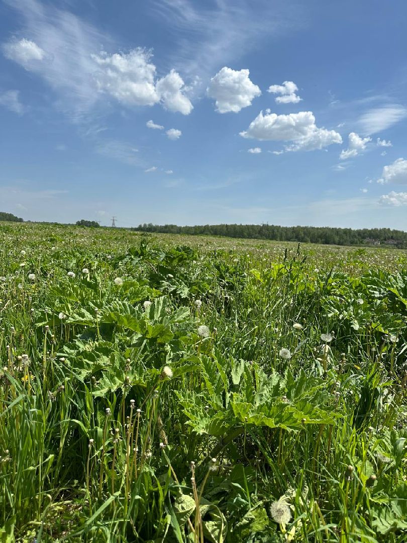 Борщевик, Истра,борьба с борщевиком, Благоустройство , Власти,