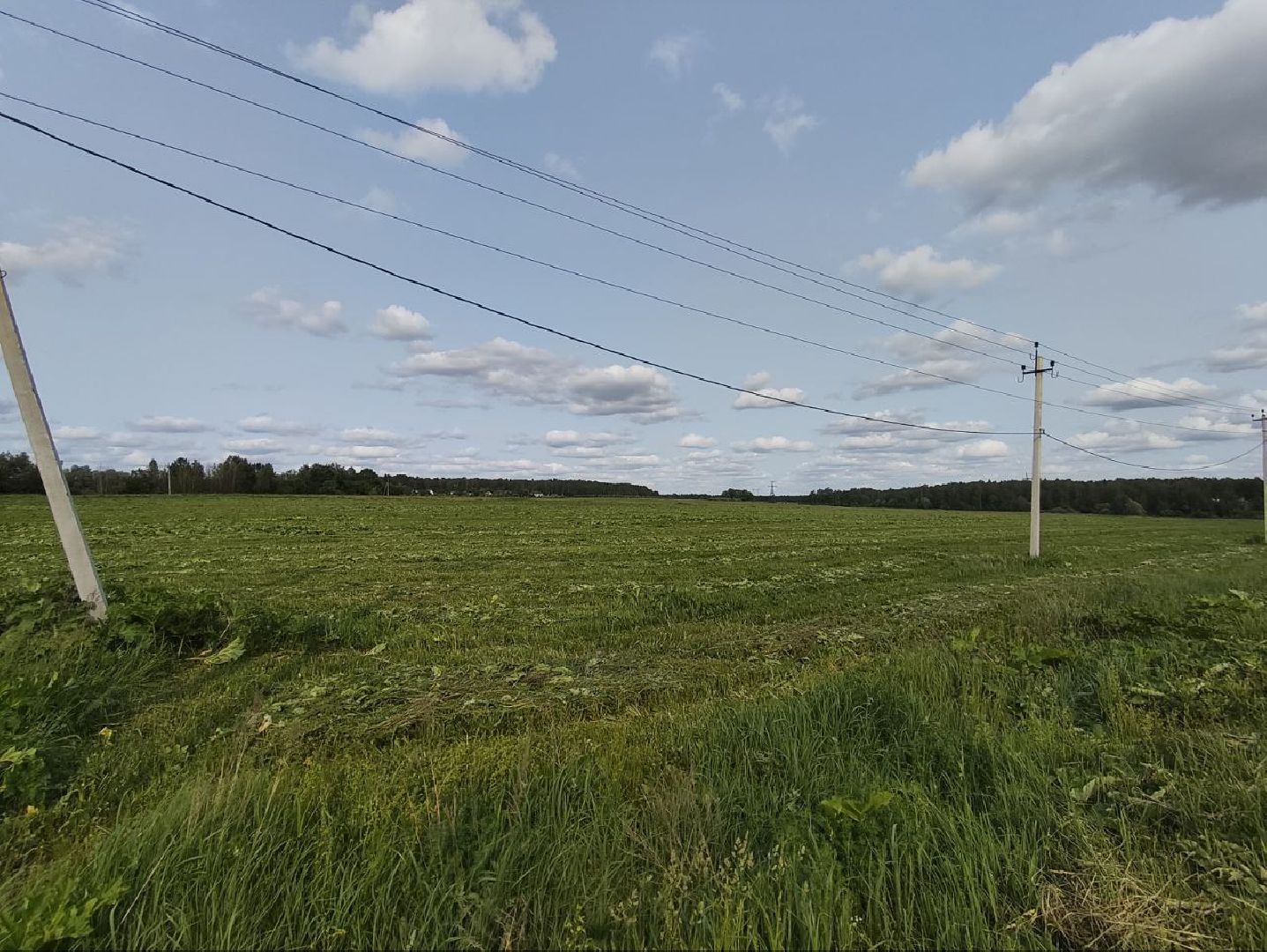 Борщевик, Истра,борьба с борщевиком, Благоустройство , Власти,