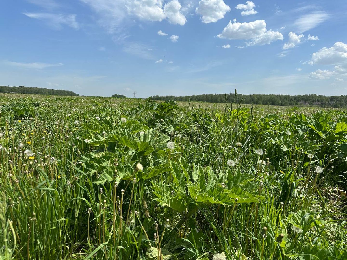 Борщевик, Истра,борьба с борщевиком, Благоустройство , Власти,