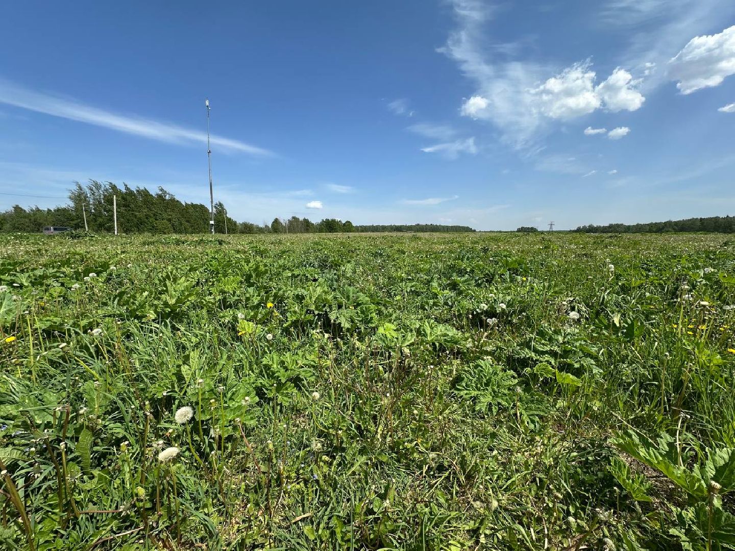 Борщевик, Истра,борьба с борщевиком, Благоустройство , Власти,