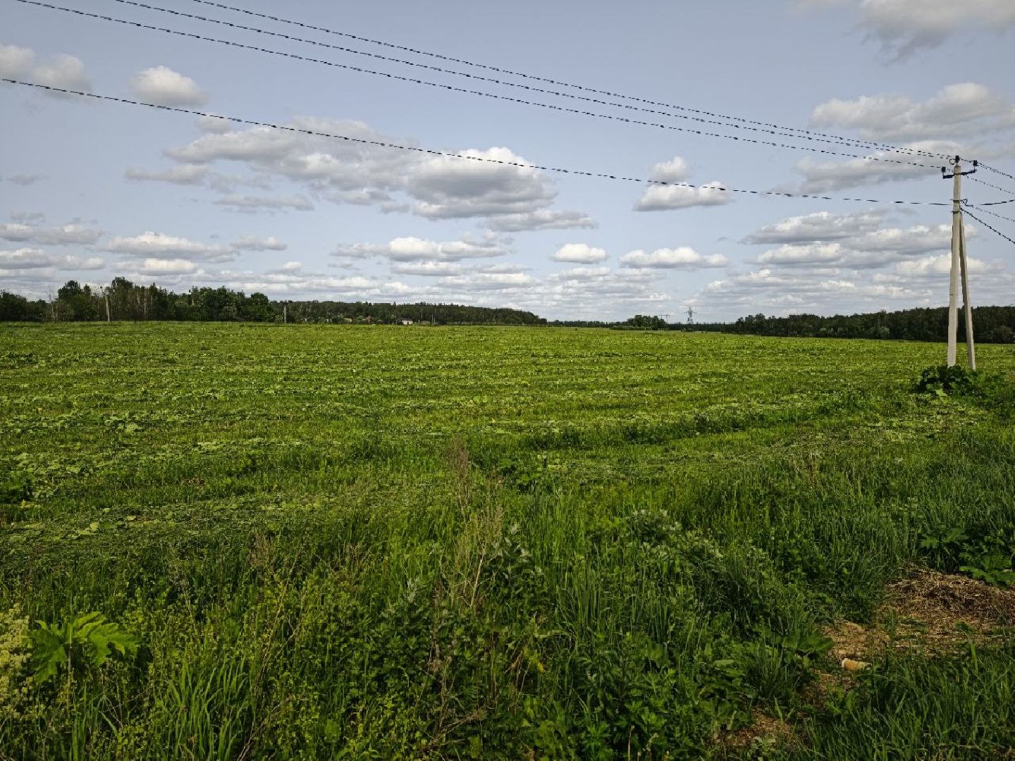 Борщевик, Истра,борьба с борщевиком, Благоустройство , Власти,