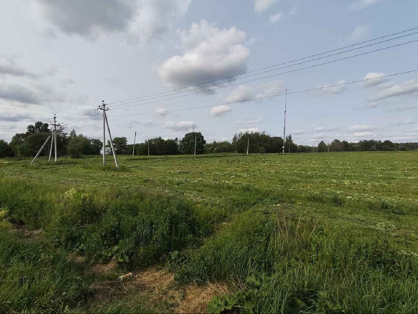 Борщевик, Истра,борьба с борщевиком, Благоустройство , Власти,