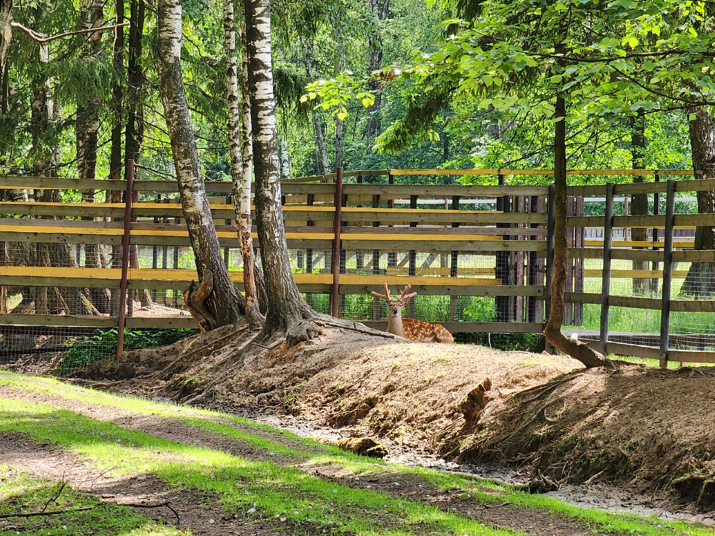 мытищи, лосиный остров,
