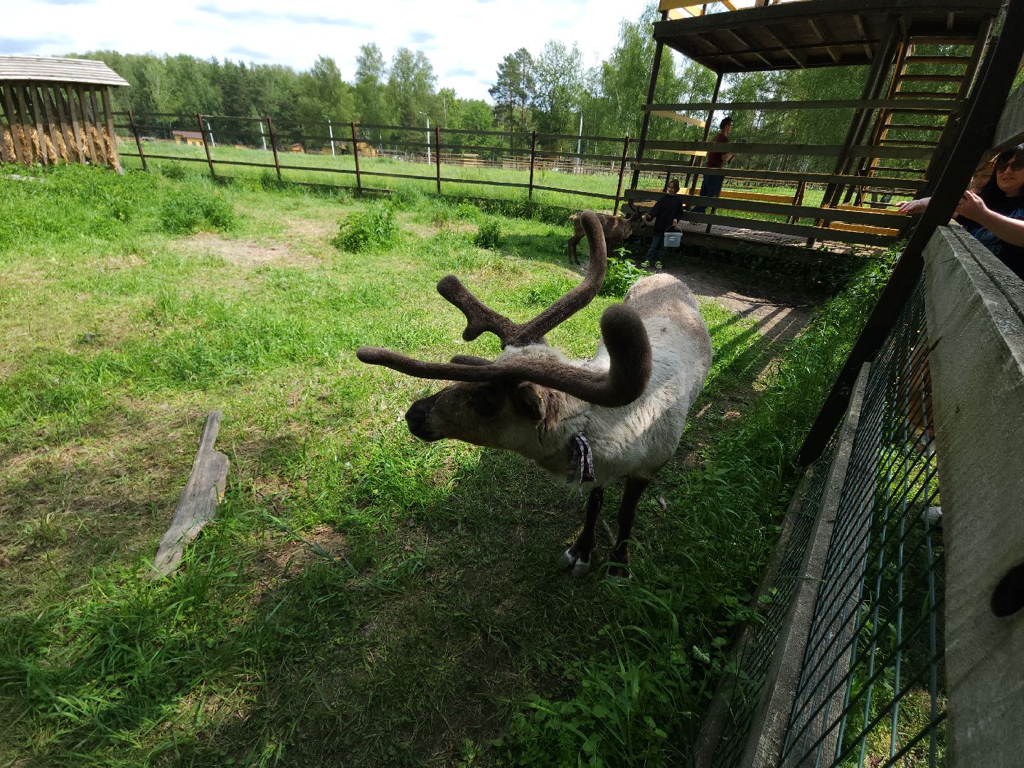 мытищи, лосиный остров,