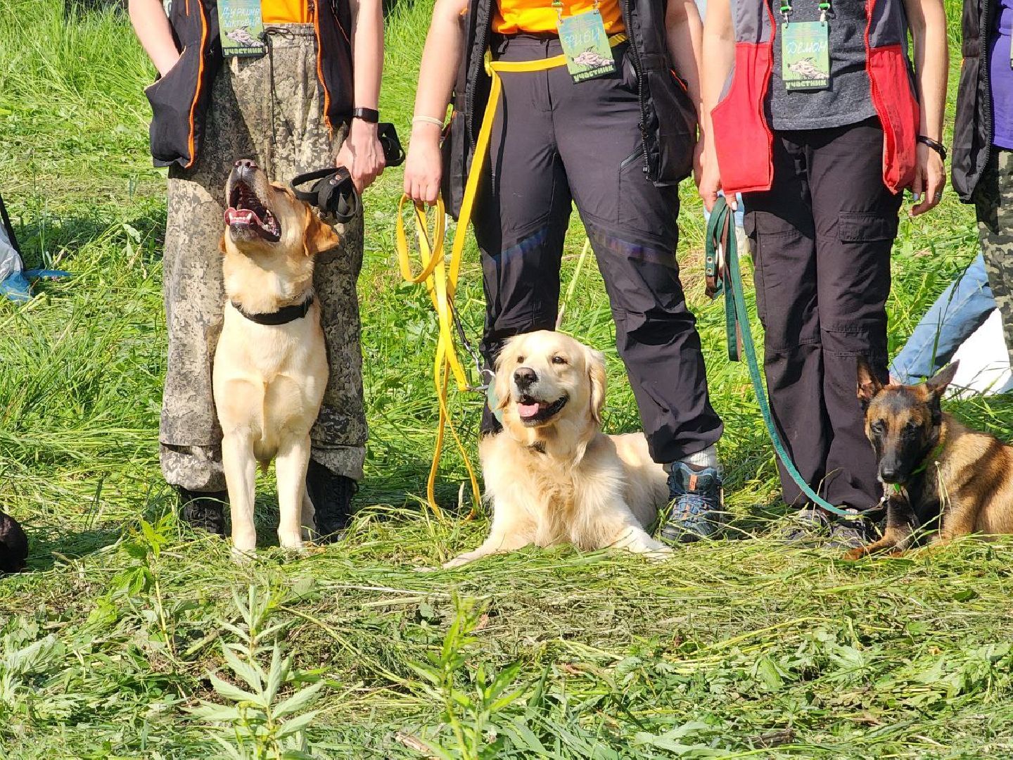воскресенск, кинологи, соревнования, собаки,