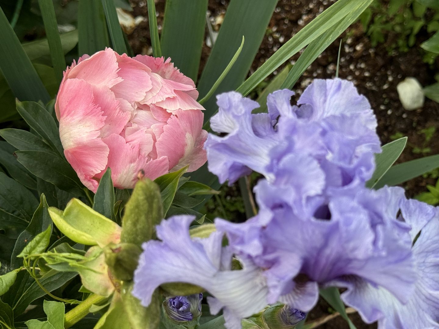 раменское, жуковский, усадьба быково, пионовый фестиваль,пионы, пионовый рай любови аристарховой,