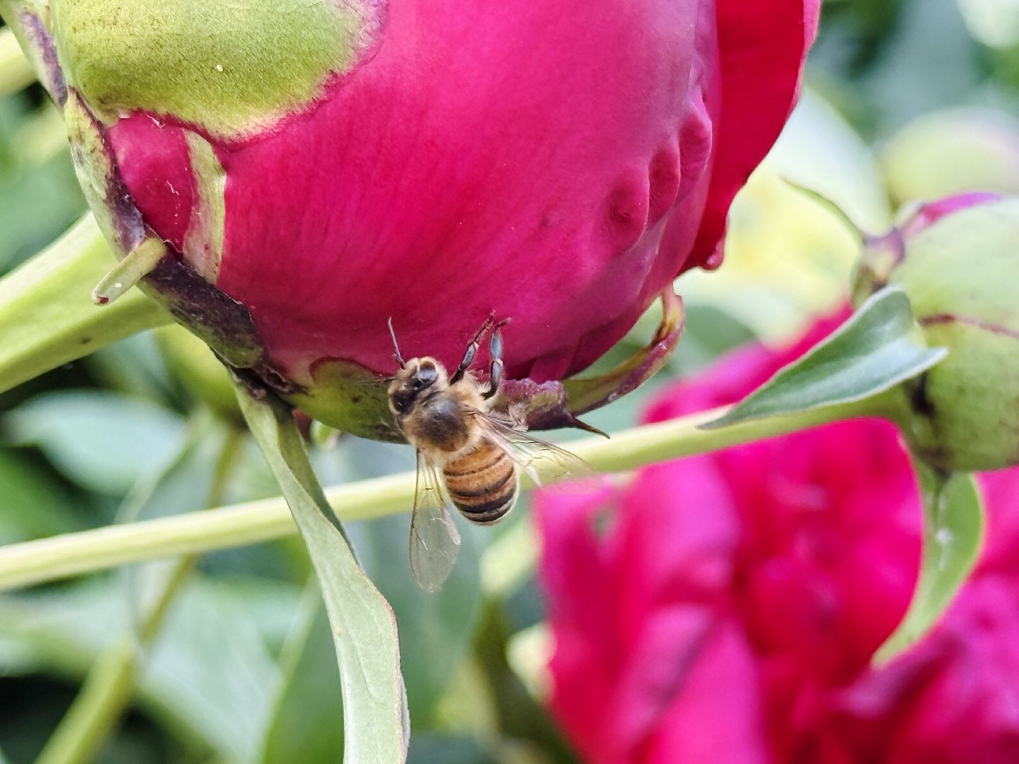 раменское, жуковский, усадьба быково, пионовый фестиваль,пионы, пионовый рай любови аристарховой,