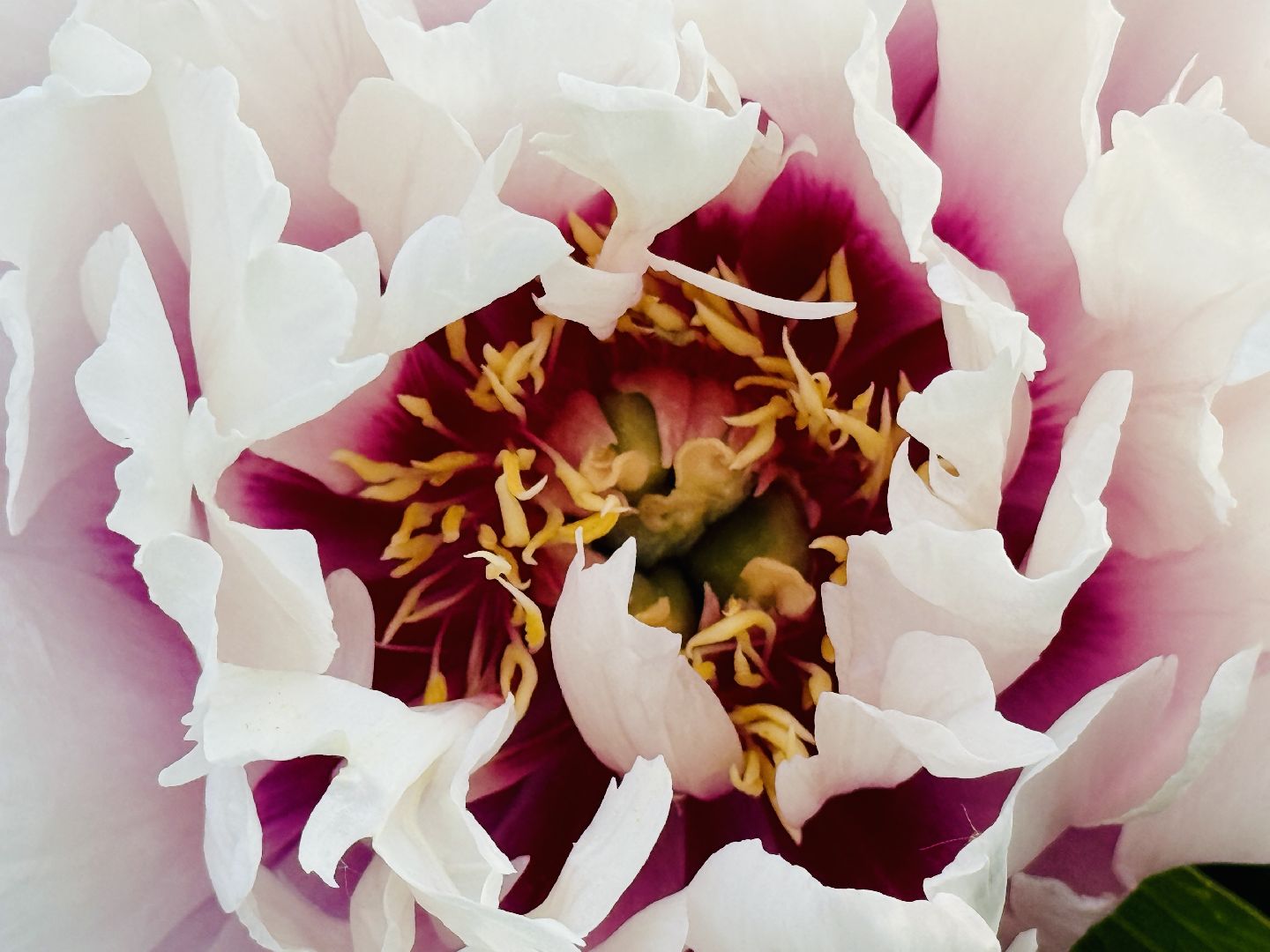 раменское, жуковский, усадьба быково, пионовый фестиваль,пионы, пионовый рай любови аристарховой,