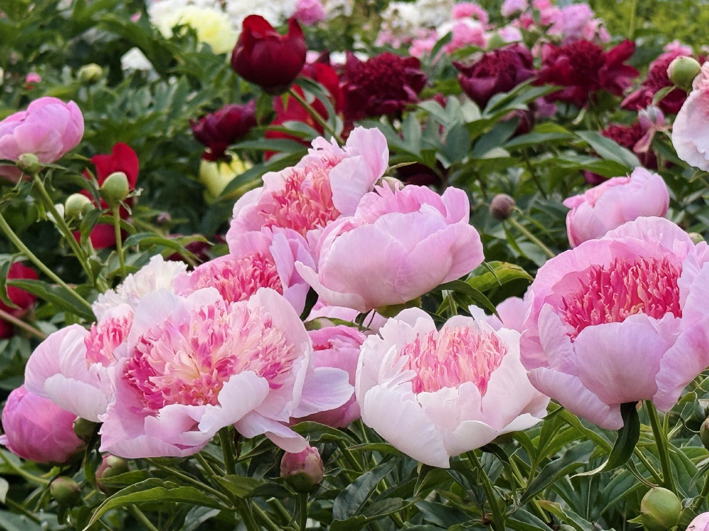 раменское, жуковский, усадьба быково, пионовый фестиваль,пионы, пионовый рай любови аристарховой,