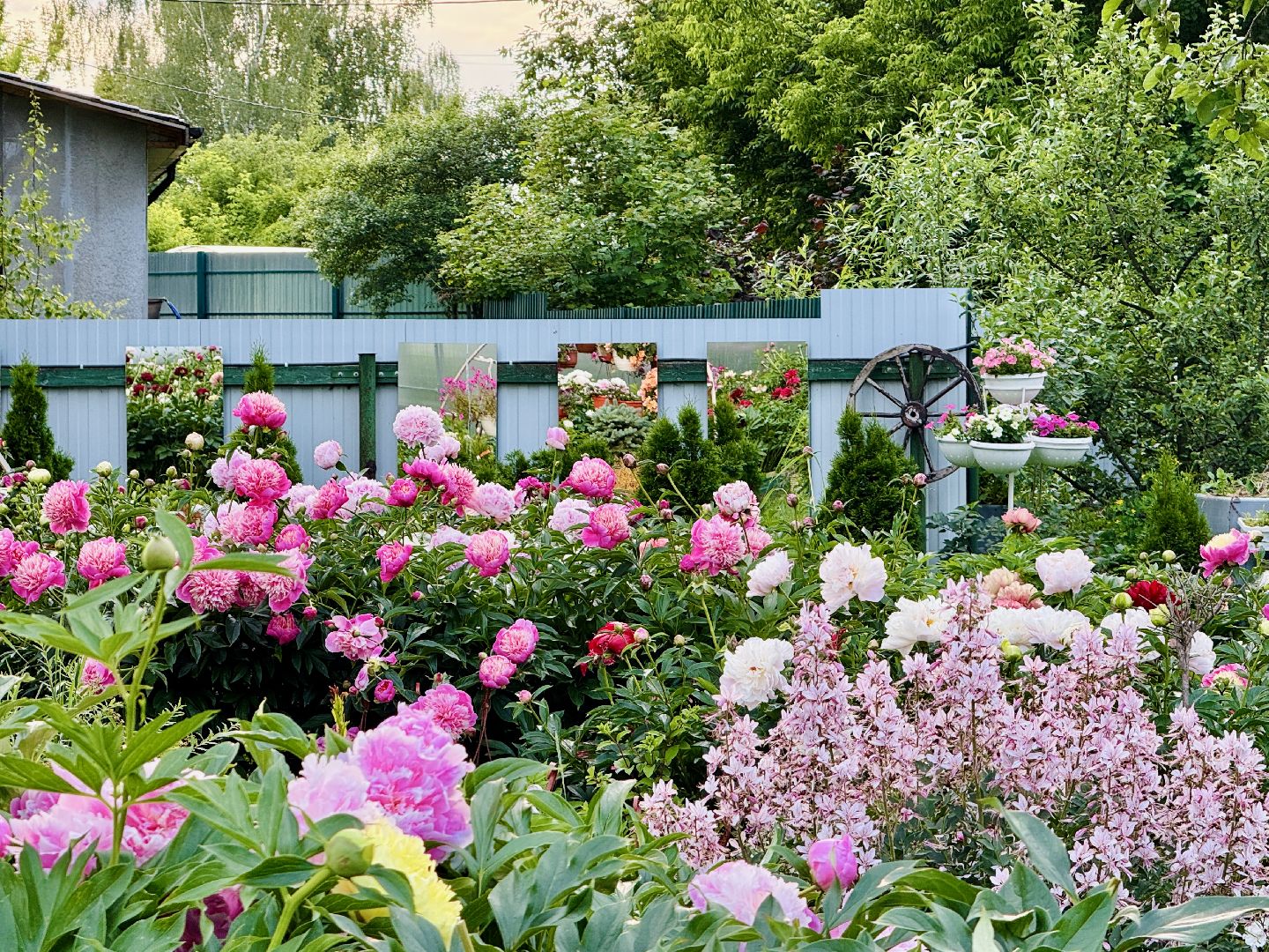 раменское, жуковский, усадьба быково, пионовый фестиваль,пионы, пионовый рай любови аристарховой,