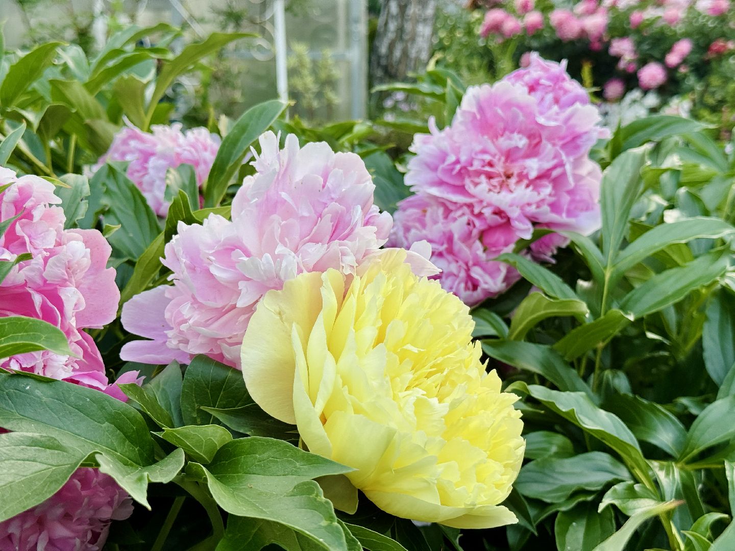 раменское, жуковский, усадьба быково, пионовый фестиваль,пионы, пионовый рай любови аристарховой,