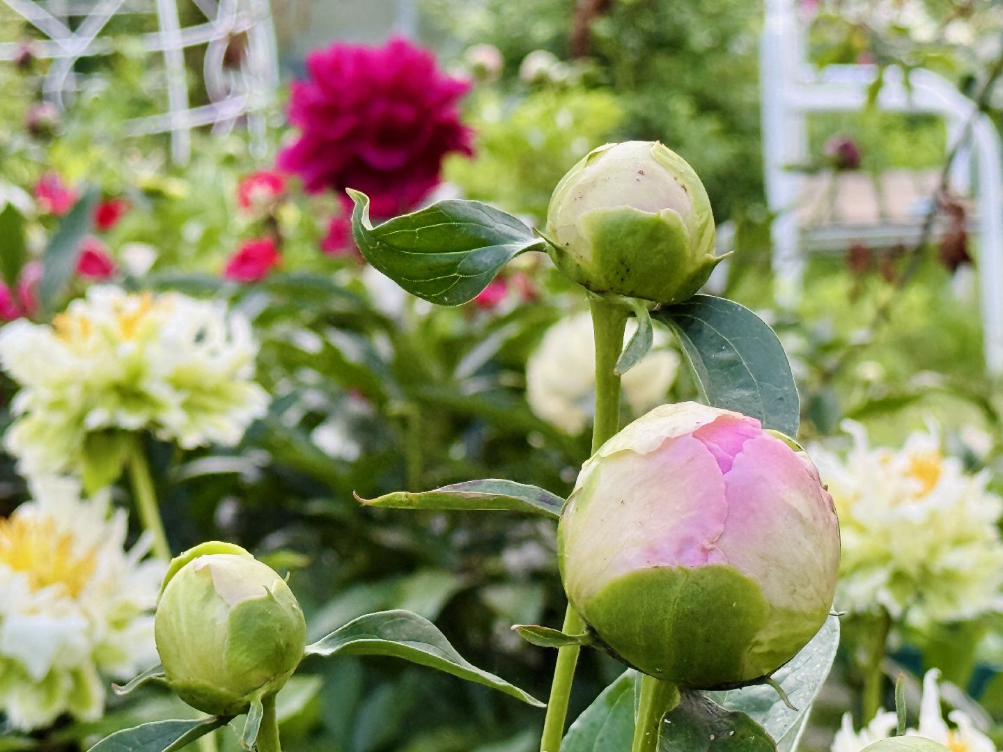 раменское, жуковский, усадьба быково, пионовый фестиваль,пионы, пионовый рай любови аристарховой,