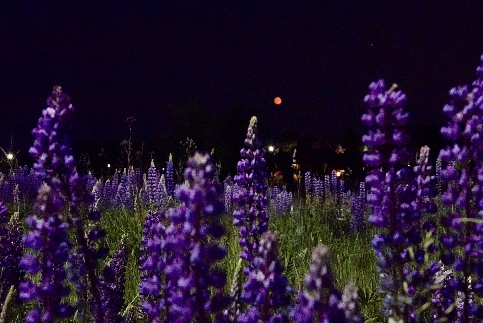 сергиев посад, сергиево-посадский городской округ, клубничная луна , полнолуние, природа , красота ,  лето в подмосковье,
