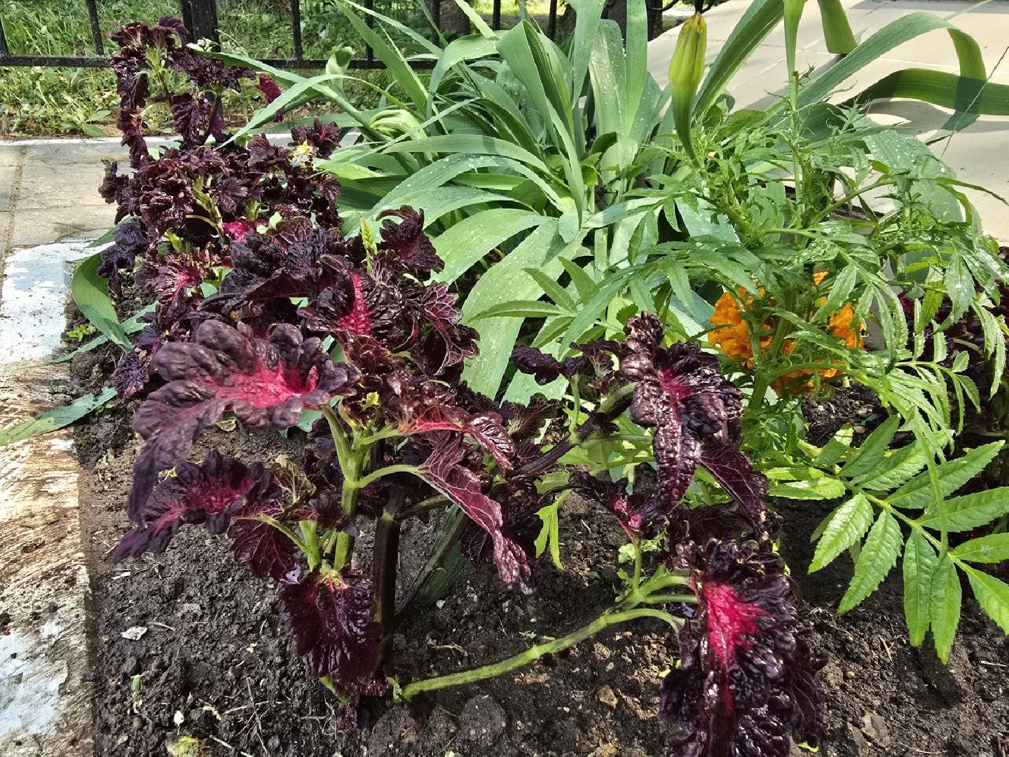 можайск, можайский муниципальный округ, подмосковье, благоустройство, однолетние цветы, посадка,