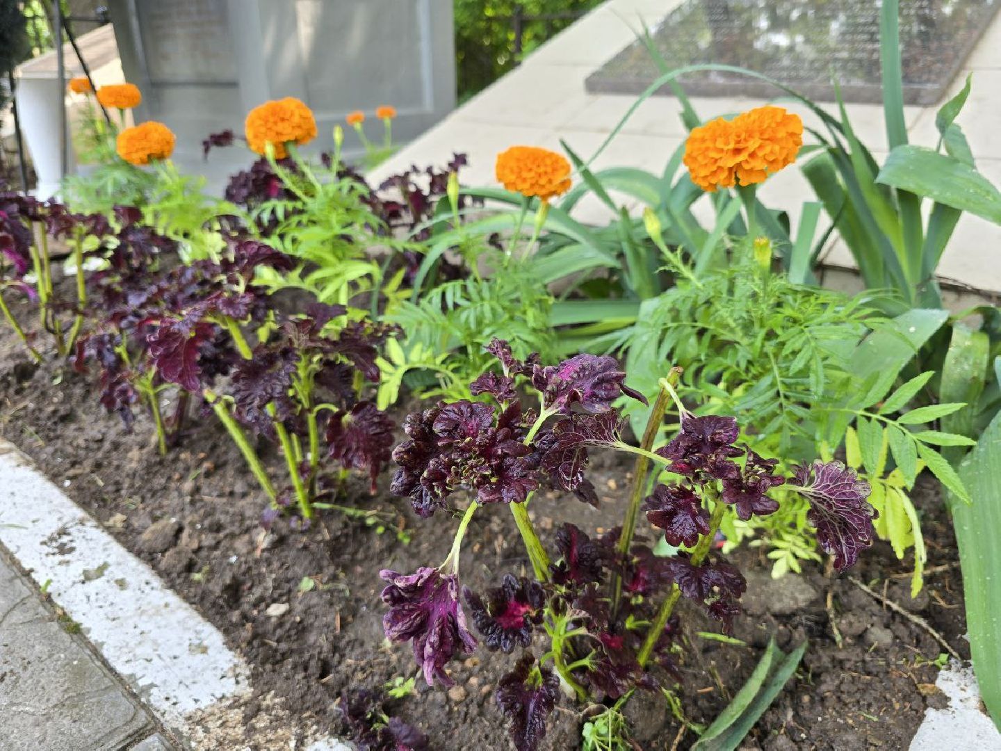 можайск, можайский муниципальный округ, подмосковье, благоустройство, однолетние цветы, посадка,