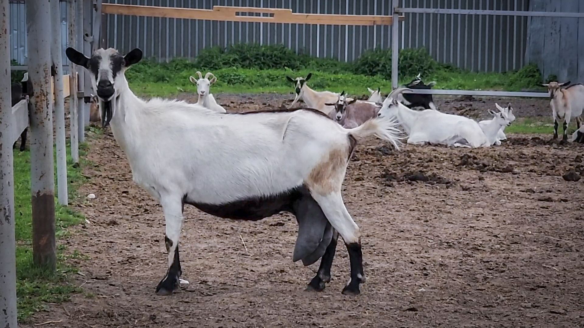 сыры из козьего молока, сыры ручной работы , экоферма Сотенка , раменский округ,