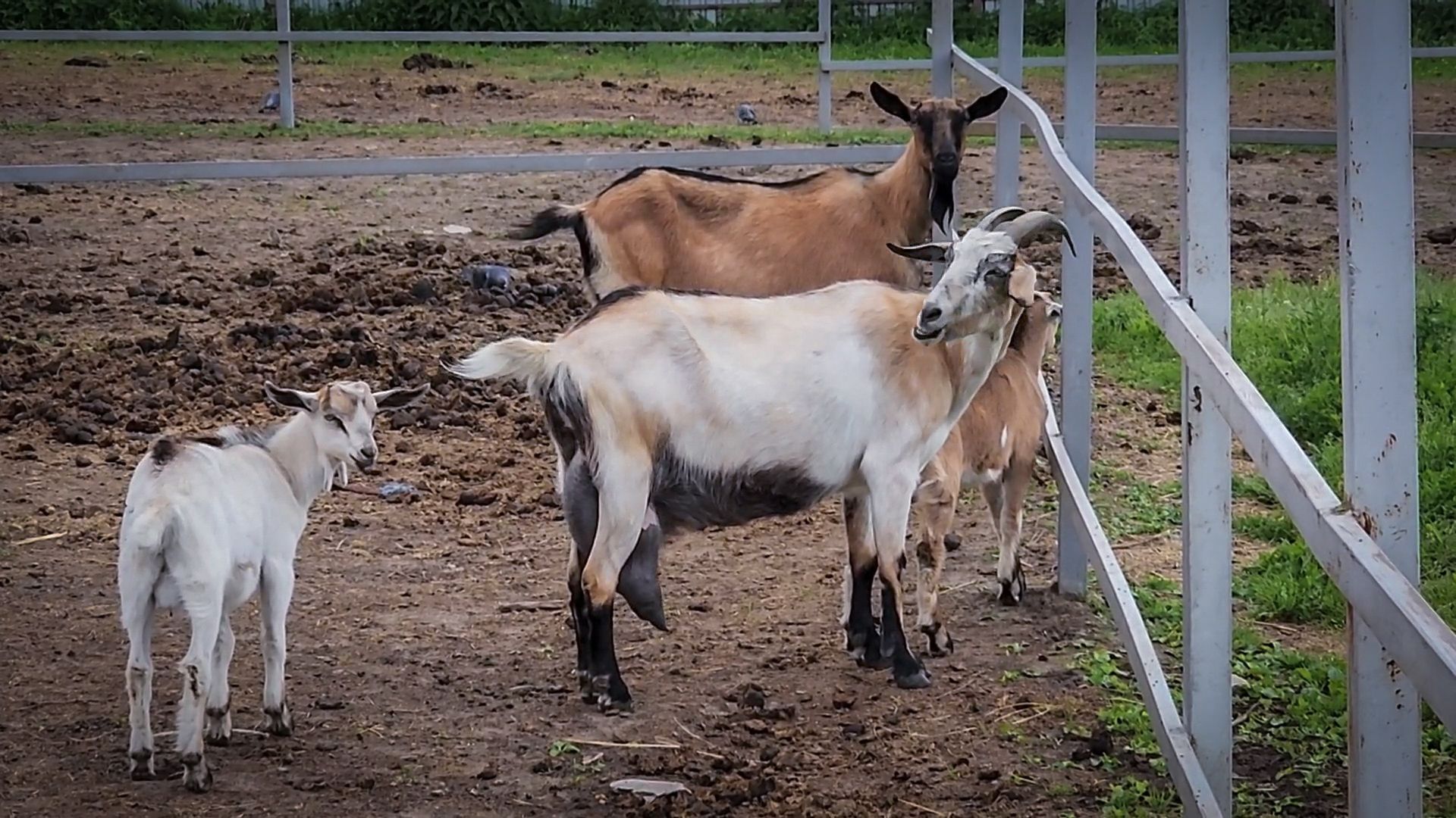 сыры из козьего молока, сыры ручной работы , экоферма Сотенка , раменский округ,