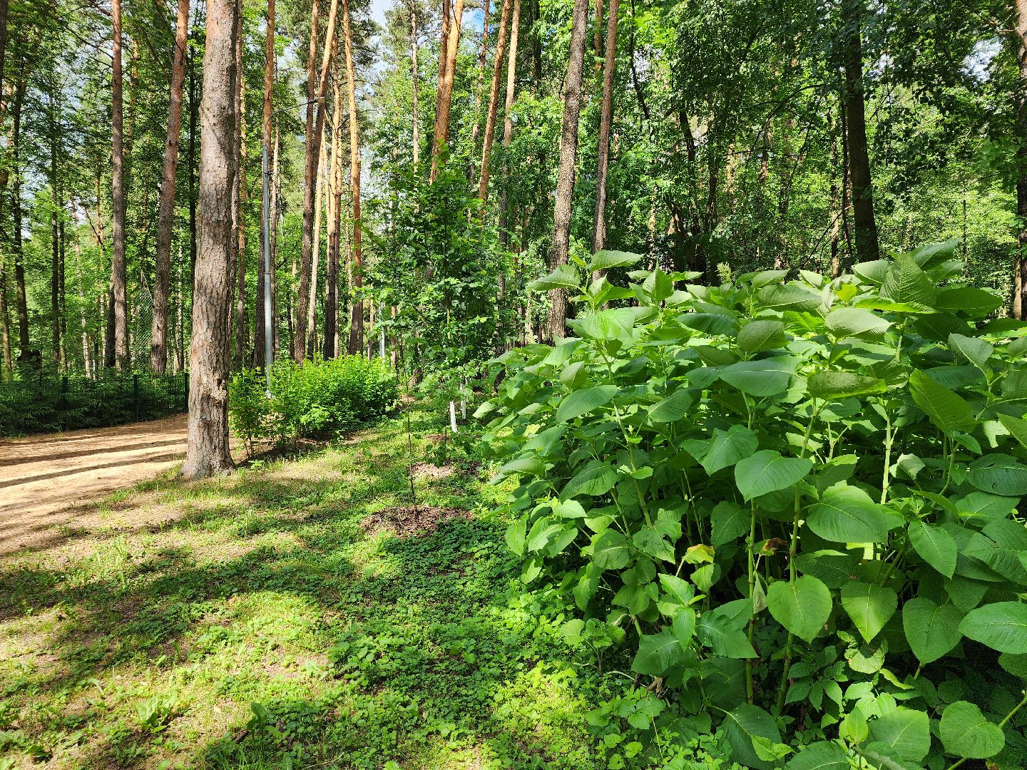 благоустройство, всероссийское голосование, парк волхонка, ногинск, богородский городской округ,