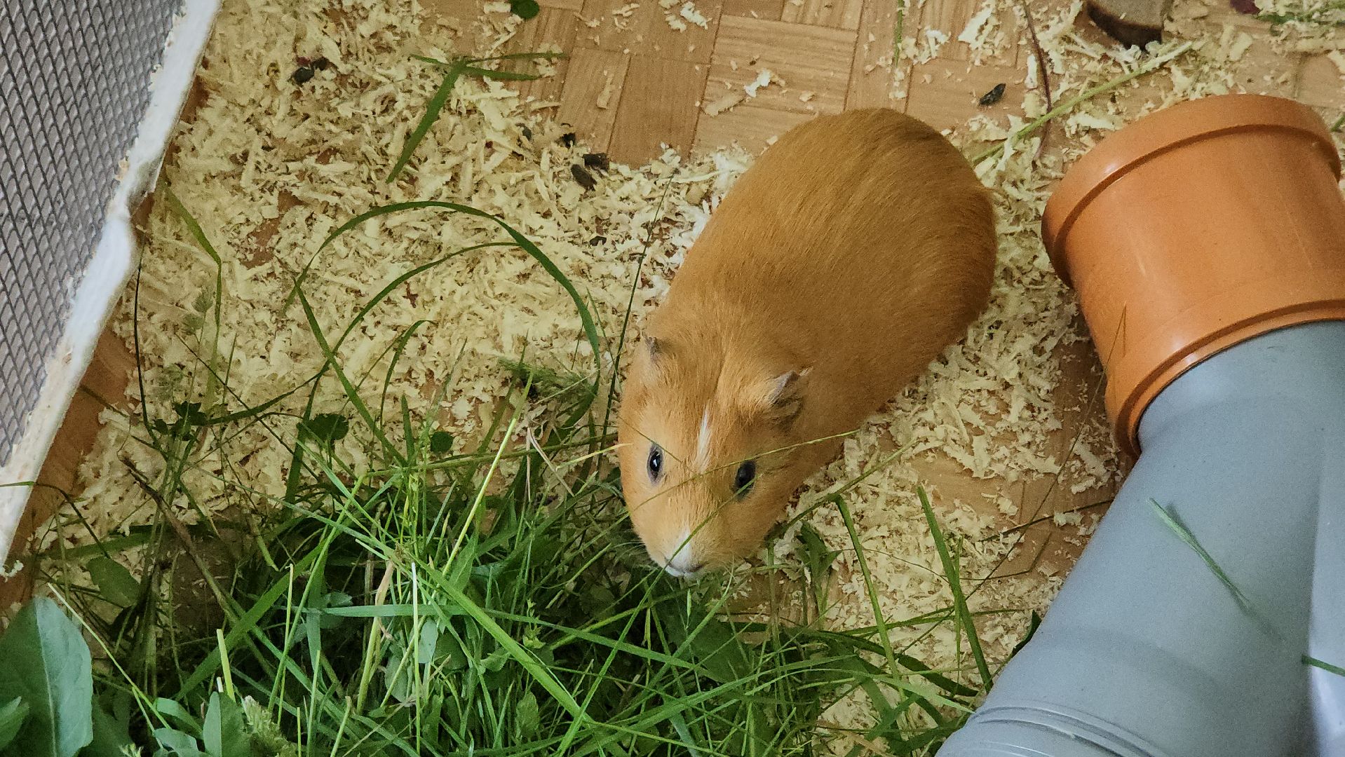 кашира, детский экологический центр, работа, школьники, животные, живой уголок, трудовые бригады,