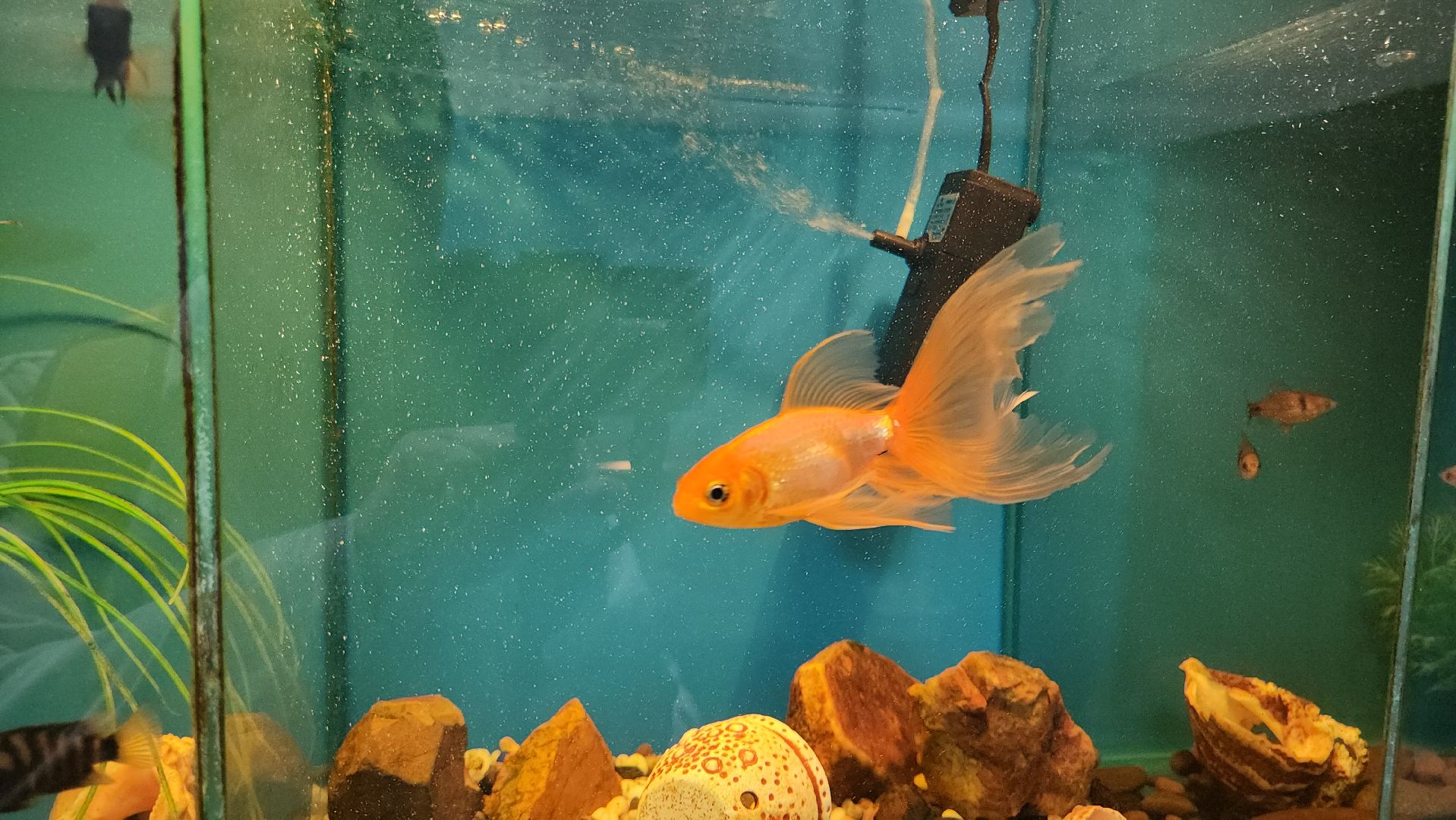 кашира, детский экологический центр, работа, школьники, животные, живой уголок, трудовые бригады,