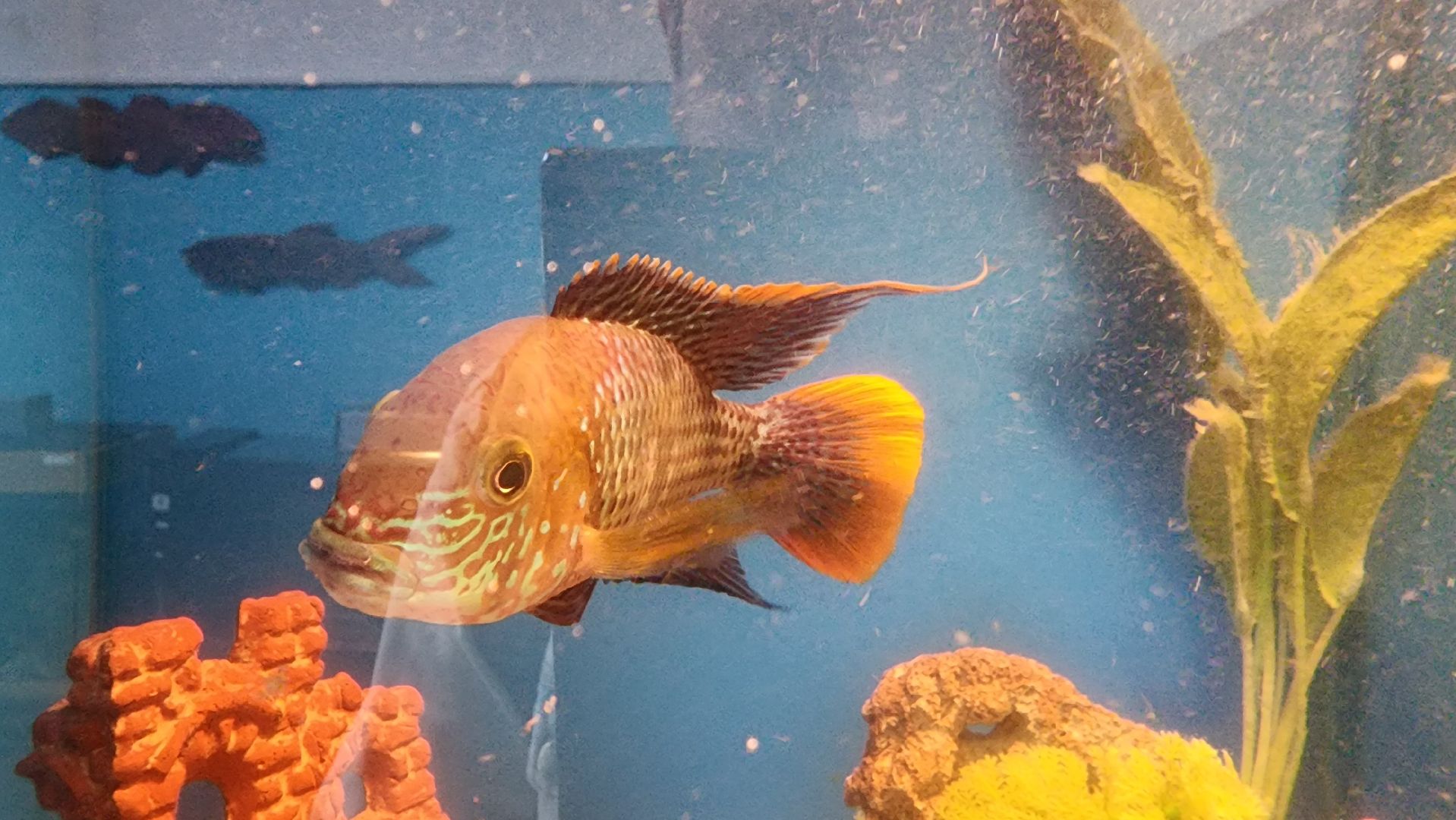 кашира, детский экологический центр, работа, школьники, животные, живой уголок, трудовые бригады,