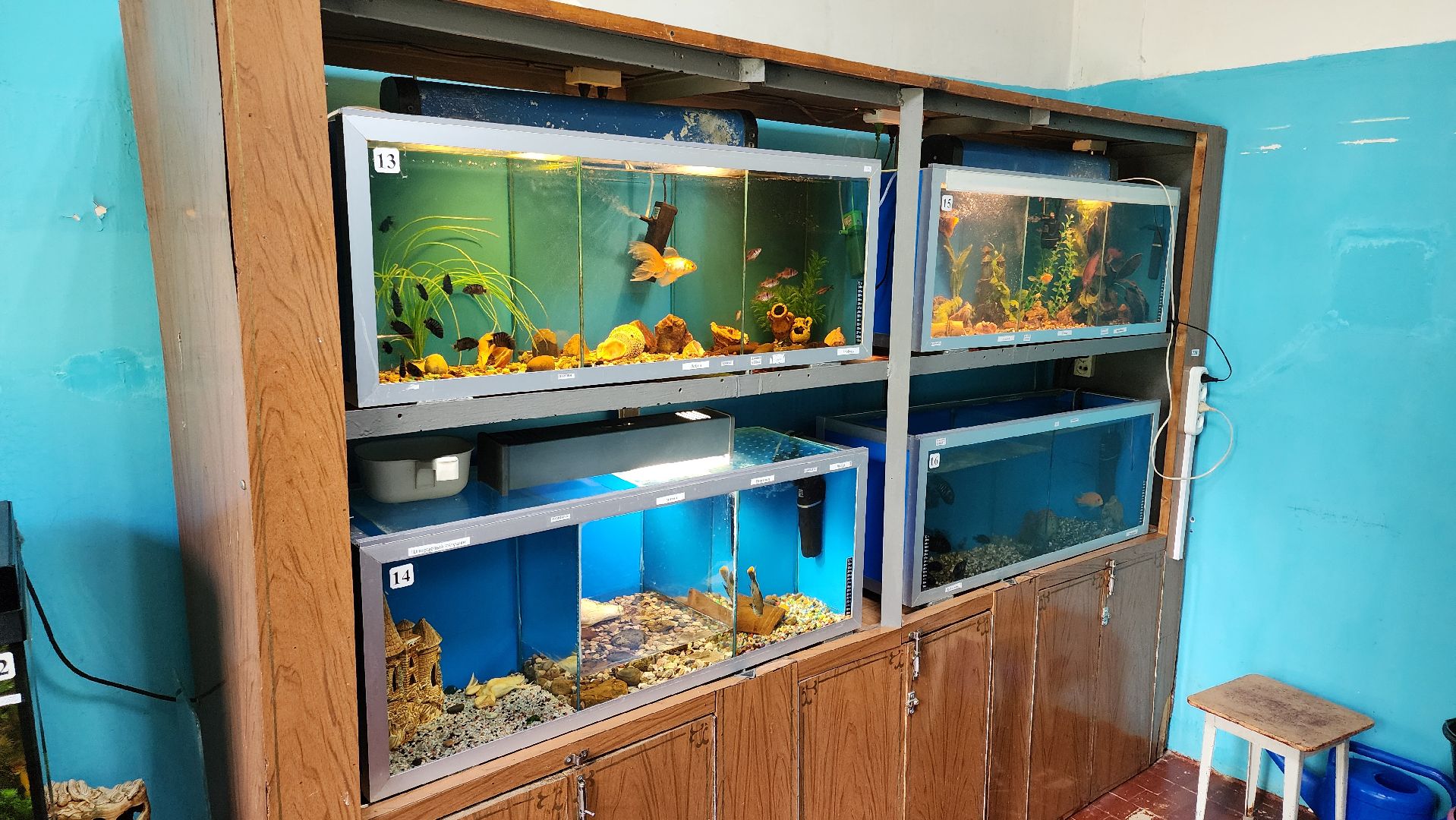 кашира, детский экологический центр, работа, школьники, животные, живой уголок, трудовые бригады,