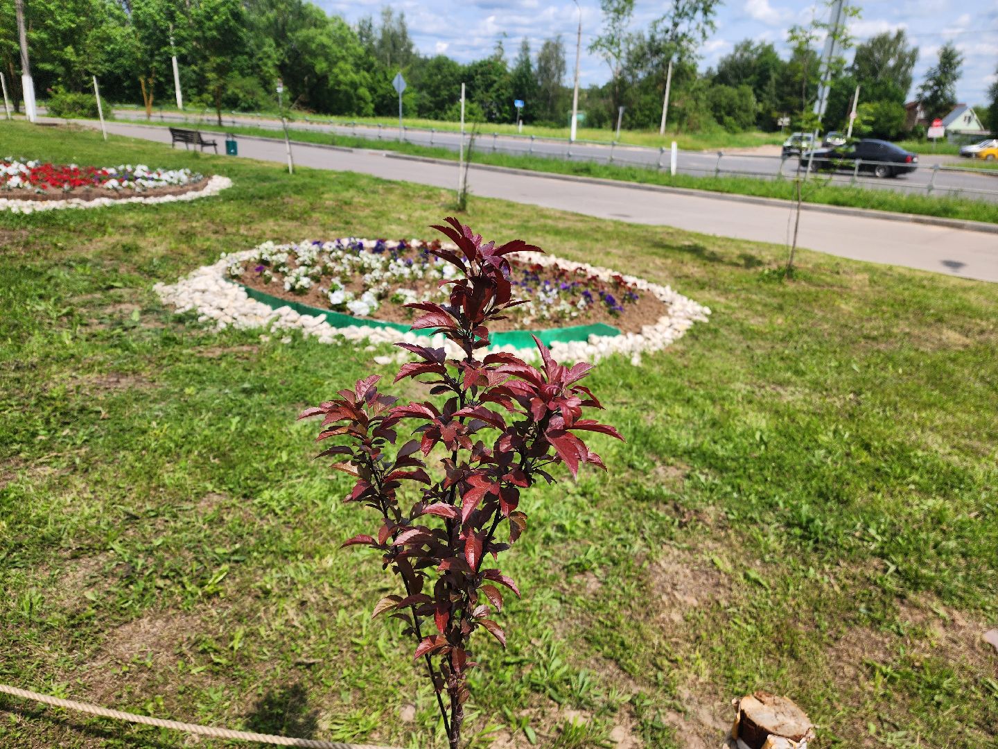 красноармейск, городской округ пушкинский, экологическая бригада, городские цветники,